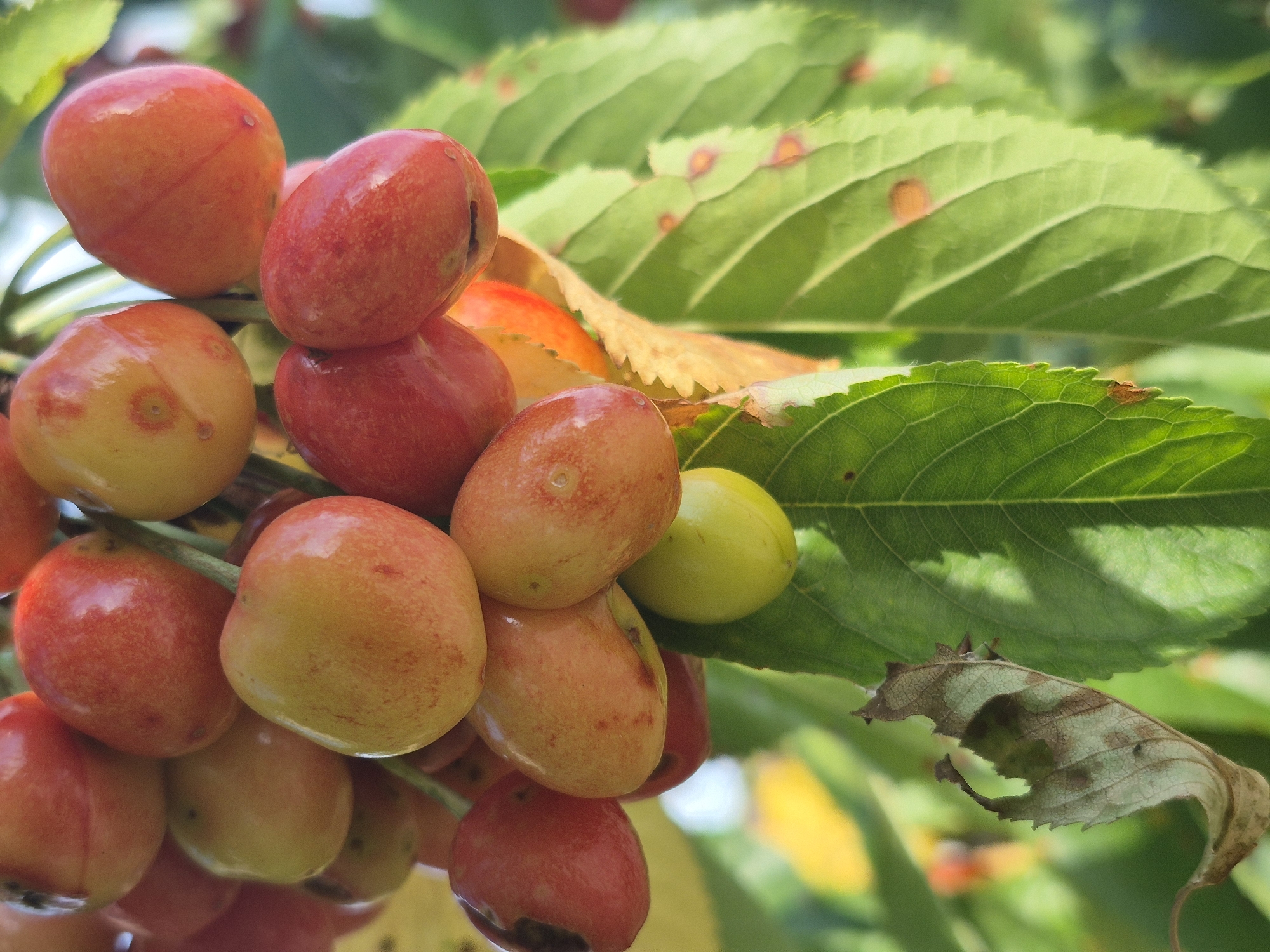 The image shows a cluster of ripening Rainier cherries on a tree. The cherries range in color from pale yellow to red, indicating different stages of ripeness. Green leaves are visible behind the cherries. One leaf is dried and partially eaten. The location is not discernible. The image appears to be a close-up shot taken in natural light.