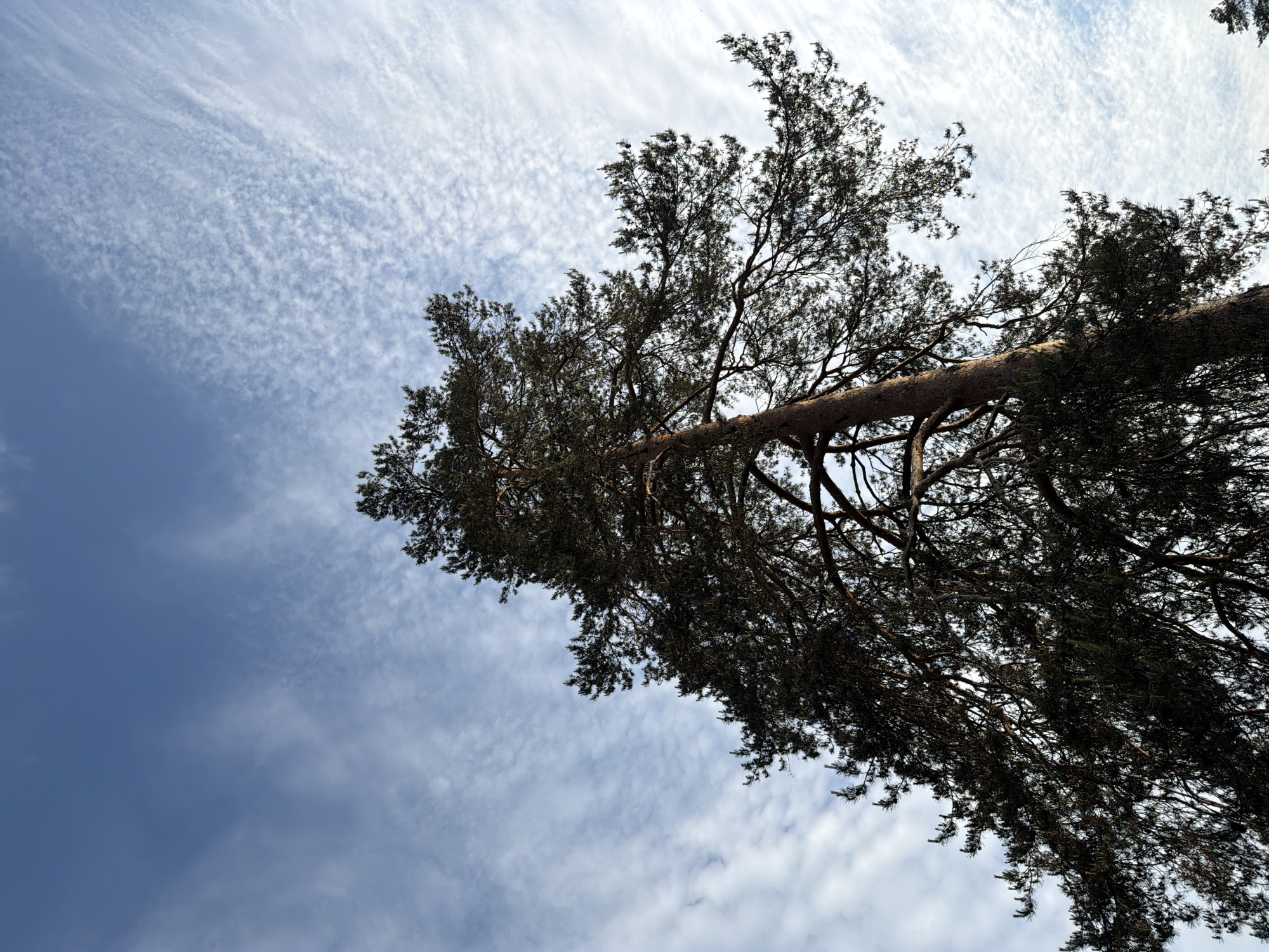 The image shows a low-angle shot of a large, mature pine tree silhouetted against a dynamic sky. The tree's trunk and branches extend diagonally across the frame, with its dark green needles creating a dense canopy. The sky is a blend of deep blue and wispy white clouds, suggesting a partly cloudy day. The scattered, delicate clouds are streaked across the sky, adding texture and depth. Sunlight filters through the clouds, creating variations in light and shadow on the tree's foliage. The perspective looking upwards emphasizes the immense scale of the tree and the vastness of the sky. There are no people or specific objects visible in the scene, nor any text. The overall impression is one of natural grandeur and the simple beauty of the sky and trees. The lighting suggests it could be midday or late afternoon, with the sun positioned to cast shadows. The location appears to be a natural outdoor setting, likely a forest or park, given the presence of the large pine tree.
