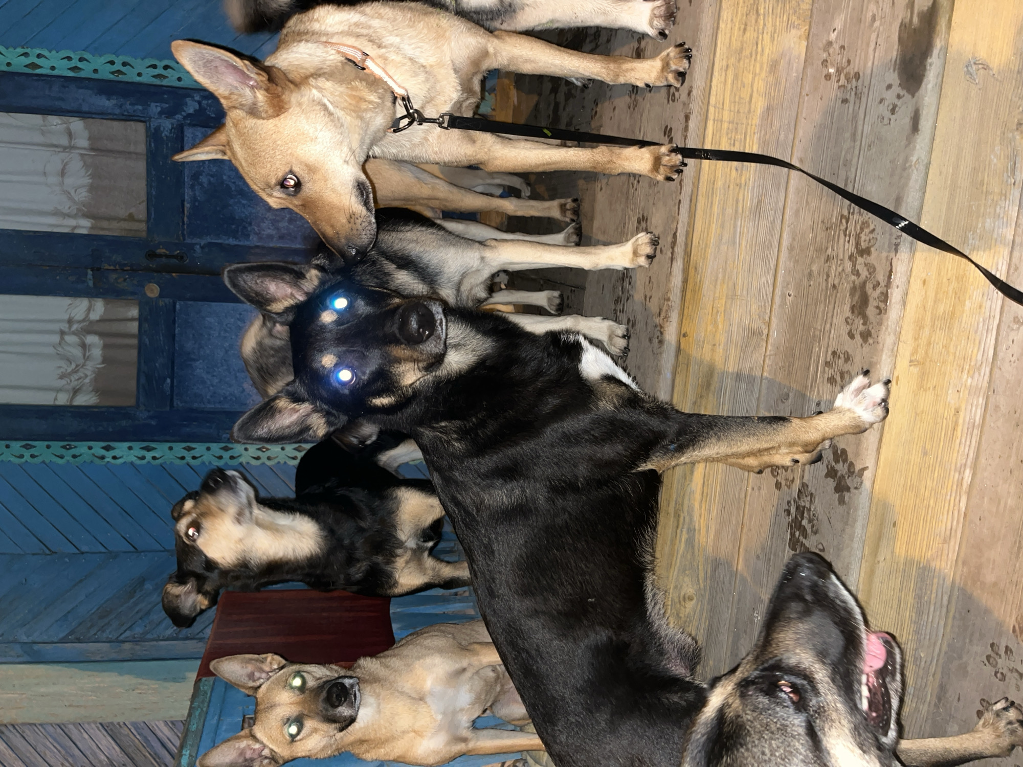 The image depicts a group of five dogs gathered on a wooden porch. The porch appears weathered and slightly damp, with visible paw prints on the surface. Behind the dogs, a rustic wooden structure painted in shades of blue is visible, suggesting an outdoor dwelling. The lighting suggests it may be nighttime or late evening, with the dogs' eyes reflecting light. One dog in the foreground has a black leash attached to its collar. The environment, with the weathered blue wood and porch, is consistent with a residential outdoor area in the city of Nizhny Tagil, Russia. There are no people visible in the image.
