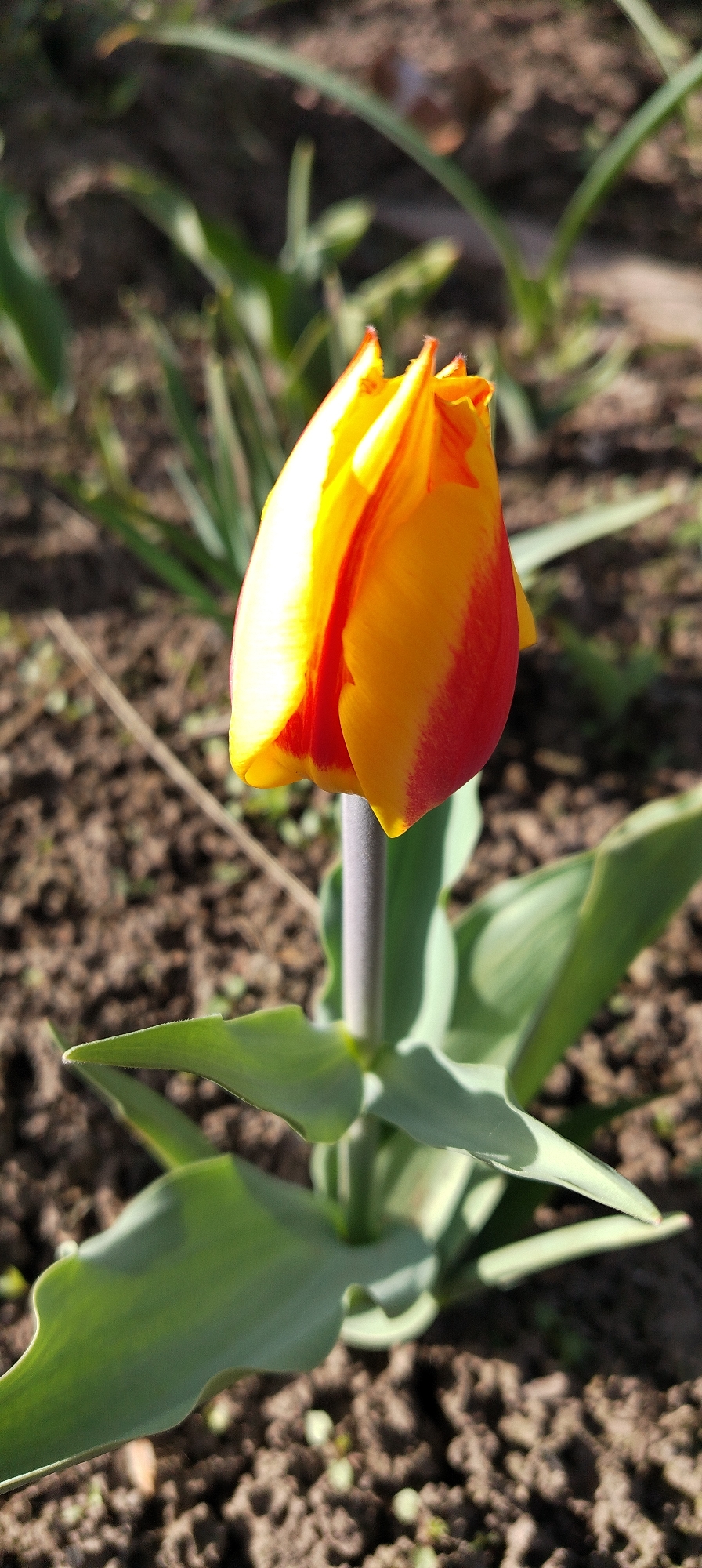 A close-up photograph captures a tulip with red and yellow petals in an outdoor garden in Зипуново, Russia. The tulip flower is not yet fully open. The plant has green leaves around the stalk. The soil appears to be dark and uneven. Other green plants are visible in the background.
