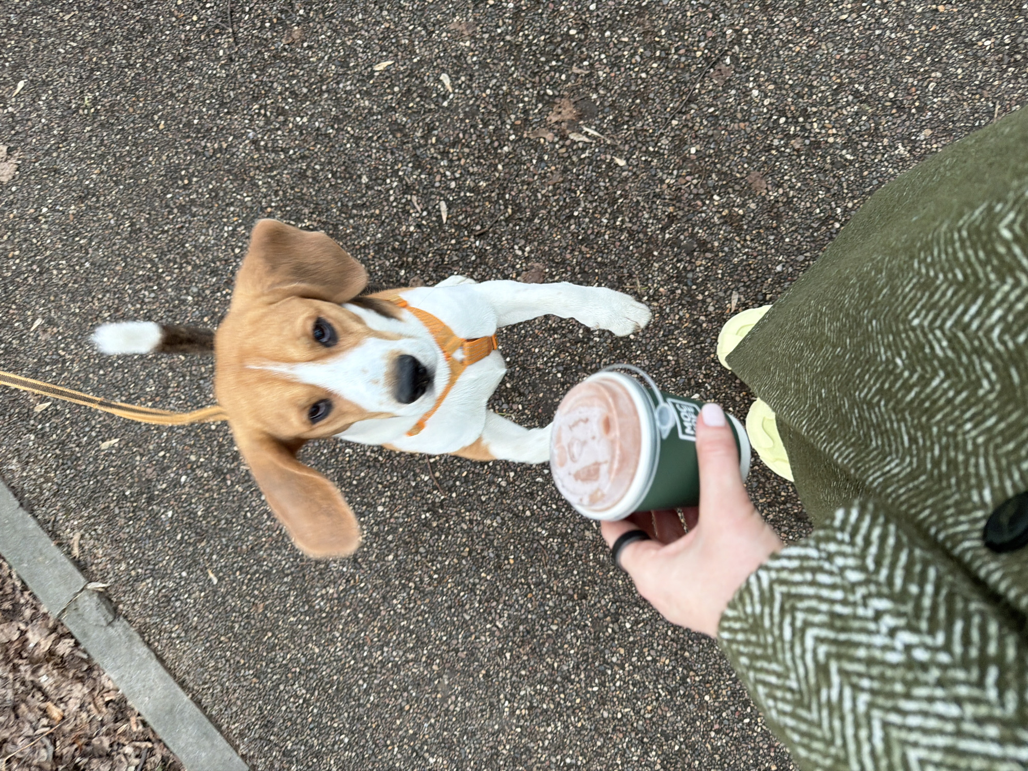 A high-angle, daytime shot depicts a beagle dog on a leash with a person holding a cup, outdoors on a paved surface. The dog, brown and white with floppy ears, is looking up at the cup and reaching toward it with its paw. A tan leash is attached to a harness on the dog. The person holding the cup is wearing a patterned green and white coat and yellow shoes. The cup is dark green with a white lid. The ground is dark with small stones and some debris. The location is presumed to be Пикино, Russia.