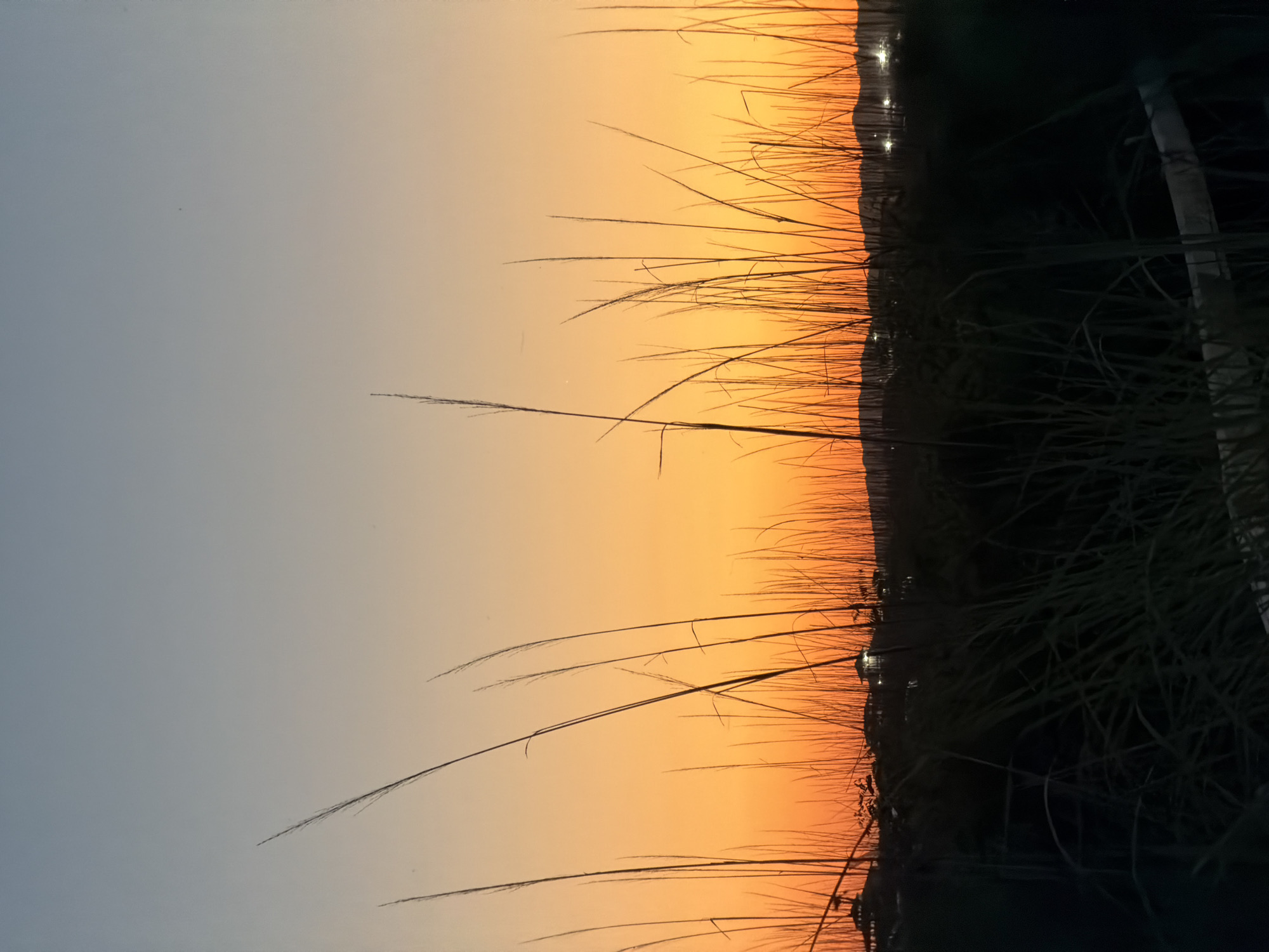 A twilight scene captures tall, thin blades of grass silhouetted against a gradient sky transitioning from pale blue at the top to a vibrant orange near the horizon. In the mid-ground, a dimly lit line of buildings and structures, possibly residential or commercial, are visible behind a dense, dark patch of what appears to be lower-lying vegetation or reeds. A faint line of distant hills or mountains is discernible against the orange glow. The foreground is dominated by dark, out-of-focus grass. The overall impression is one of a rural or semi-rural setting at dusk, possibly near the coast given the open sky.