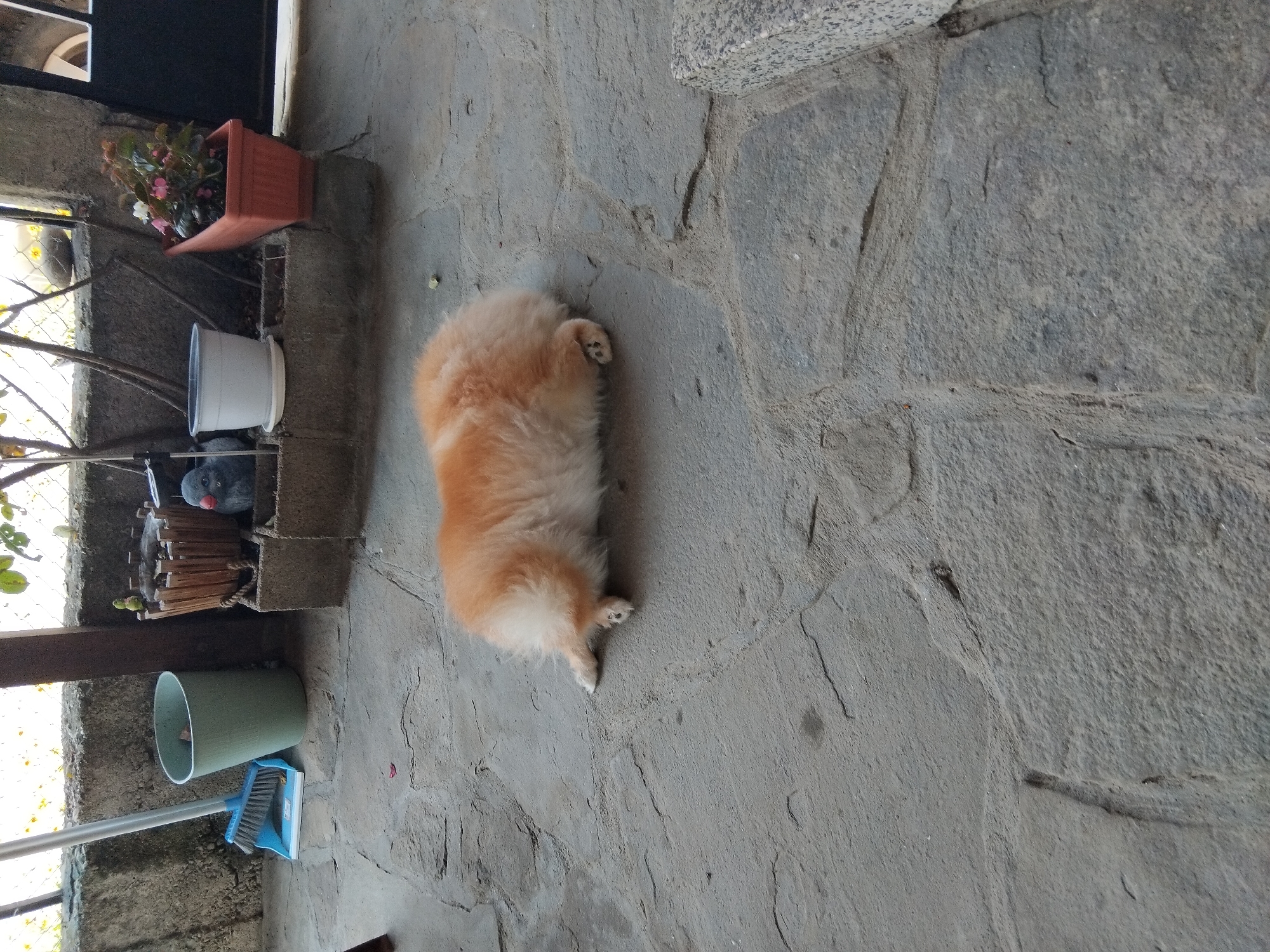 A light brown, fluffy dog lies on a stone patio in front of a concrete wall with various objects. To the left, a blue broom and dustpan stand next to a pale green bucket. Behind the bucket, a wooden planter holds a gray bird figurine with a red beak and a small green bird figurine on its rim. To the right of the wooden planter, a white pot sits on a gray base. Further right, a long orange planter contains pink and white flowers. The dog is facing away from the camera, its body curled on the ground. The patio stones are irregular in shape and color, with visible grout lines. A metal fence is visible in the background above the wall. The location is the yard of a house in the city of Apriltsi, Bulgaria.