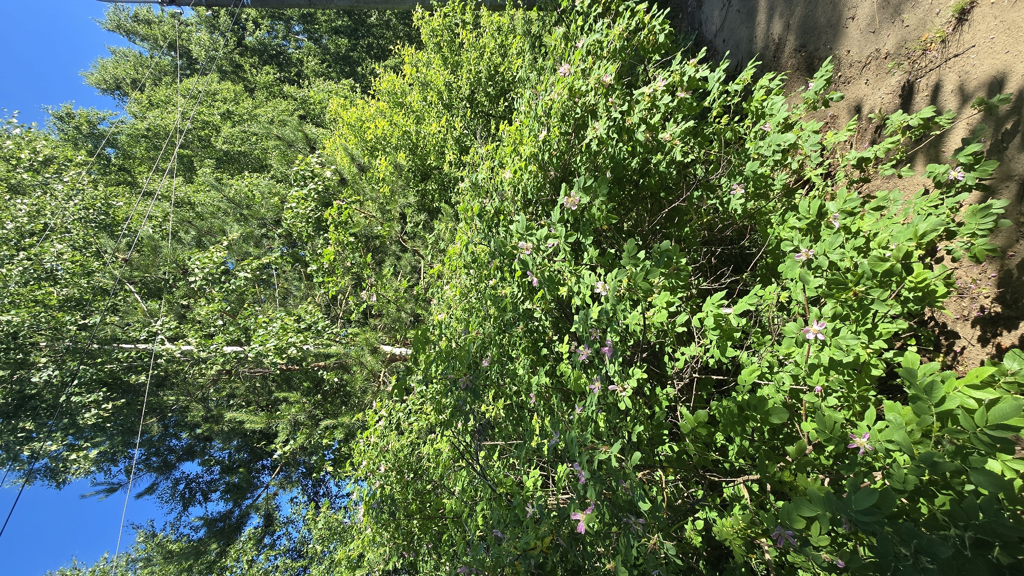 The image captures a sun-drenched scene of lush green foliage, likely a park or natural area within the city of Chaikovsky, Russia. A dense bush with small pink and white flowers dominates the foreground, interspersed with the darker green needles of coniferous trees and the lighter green leaves of deciduous trees, possibly birch, in the background. The vibrant blue sky peeks through the upper branches. A dirt path, tinged with the dappled shadows of overhead leaves, runs along the right side of the image. Power lines are visible crisscrossing the upper portion of the frame, suggesting the proximity of urban infrastructure to this verdant environment. The overall impression is one of natural beauty and serene summer weather.