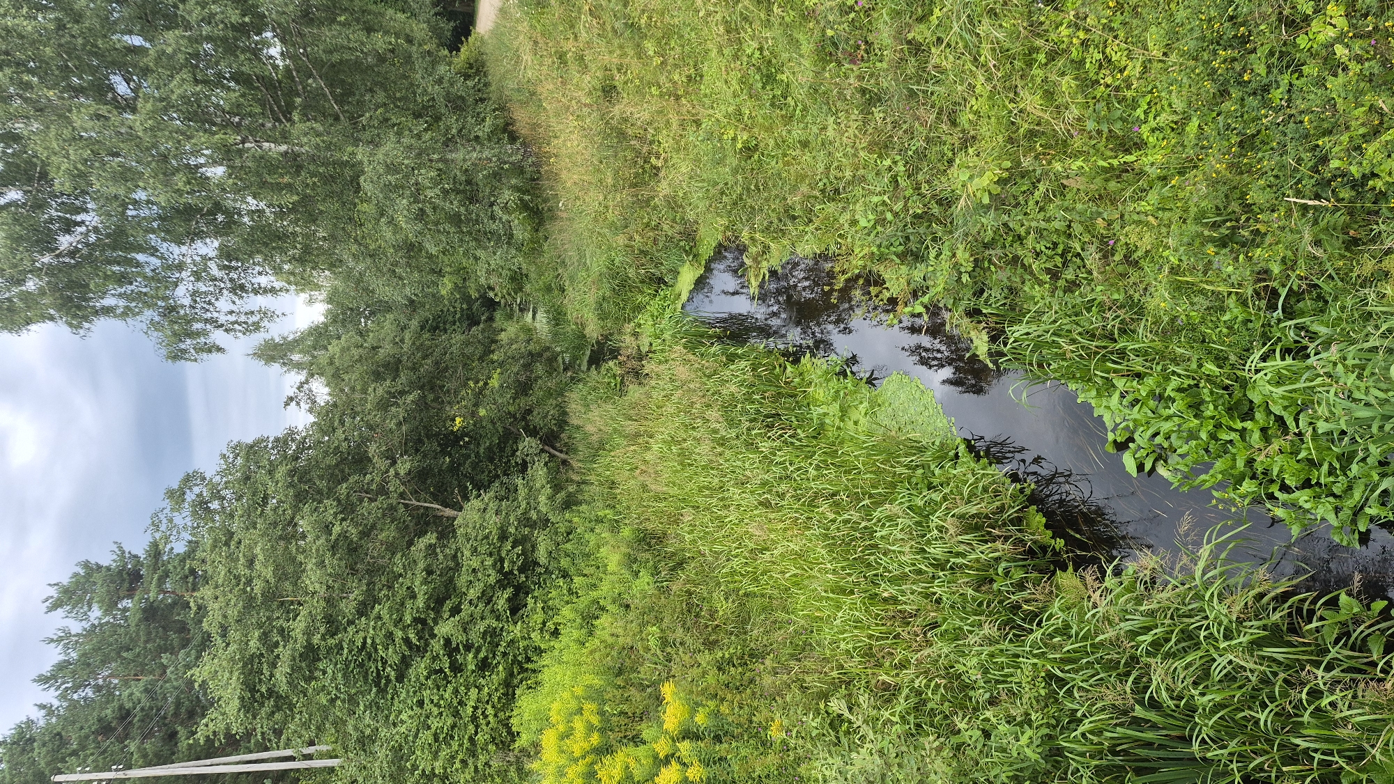 The image depicts a narrow, dark-water stream flowing through a lush, green environment on an overcast day. The stream is bordered by dense vegetation, including tall grasses, reeds, and various broad-leafed plants. On the left bank, bright yellow flowers are visible, adding a splash of color to the scene. The right bank is also covered in thick greenery, with a path visible further back. In the background, a dense forest of deciduous and coniferous trees forms a natural backdrop, with a utility pole and wires present on the far left. The sky is overcast with a muted, cloudy appearance. The overall impression is of a natural, somewhat wild, and tranquil outdoor setting. This scene is located in Ļūbaste 0001, Latvia.