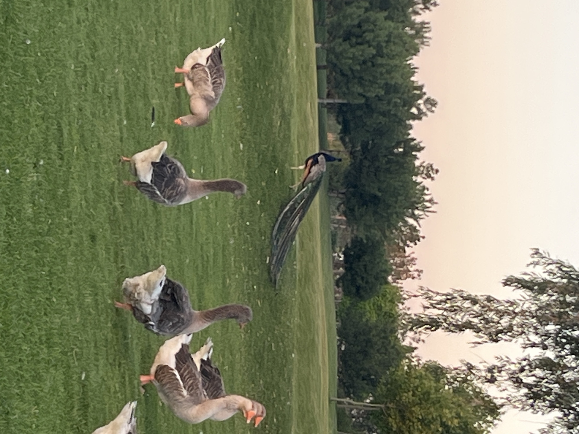 A peacock stands in a grassy field with its tail feathers fanned out. Several geese are scattered across the lawn, some grazing and others looking around. The background consists of a line of trees and a pale sky. The scene appears to be a park or a large garden. This image is not in the city of Dnipro, Ukraine.
