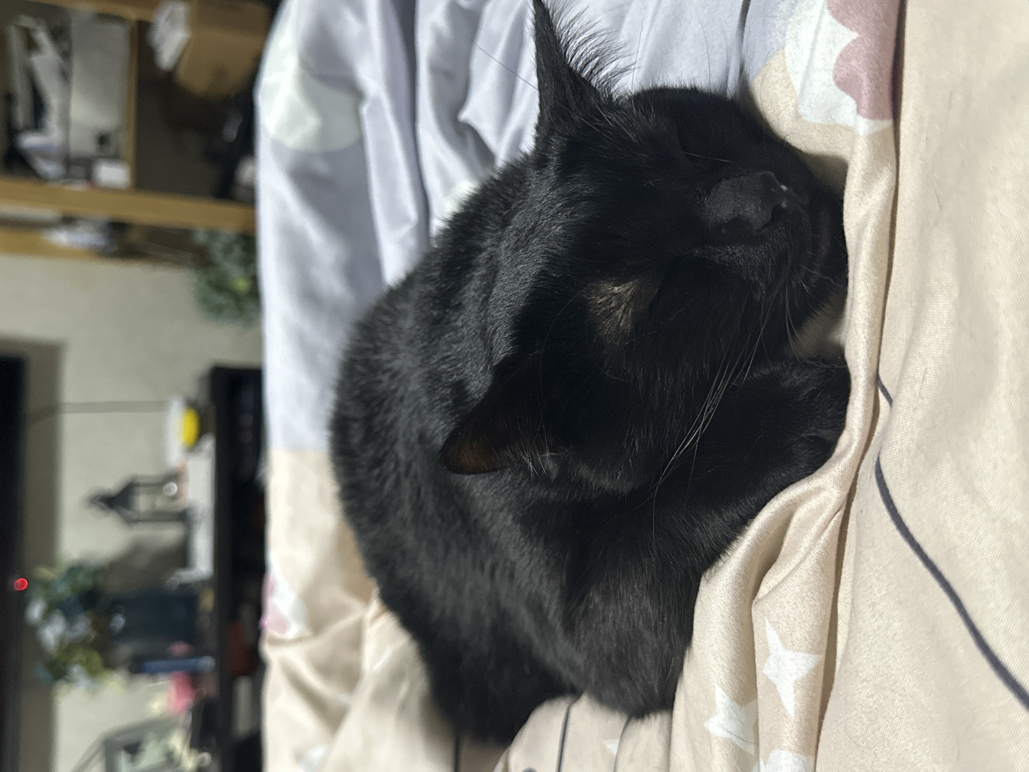 A black cat is curled up and sleeping on a bed. The bed linens are patterned with stars and hearts. The background is blurred, but a shelf with objects can be seen. The location is not specified in the image, although the prompt indicated a city in Russia. There are no people visible in the image.