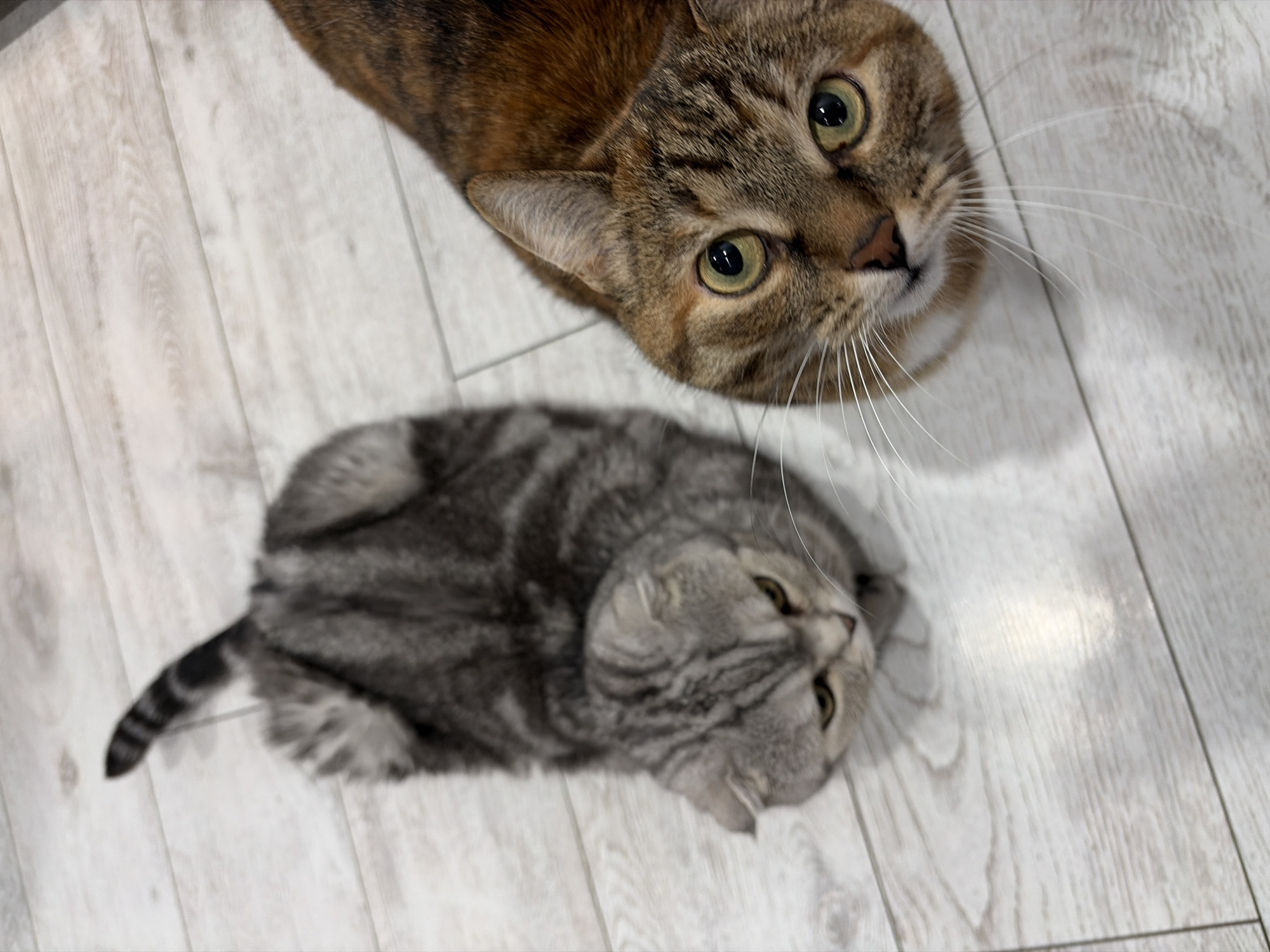 Two cats are lying on a light-colored wooden floor. The cat in the foreground is a Scottish Fold with silver and gray tabby markings. It is lying on its back with its head tilted to the side and its eyes are yellow-green. The cat in the background is a brown and black tabby cat with green eyes. It is lying on its stomach and looking up at the camera. The lighting suggests it is daytime. The scene appears to be indoors, likely in a home. The cats seem relaxed and curious. There is no visible text.