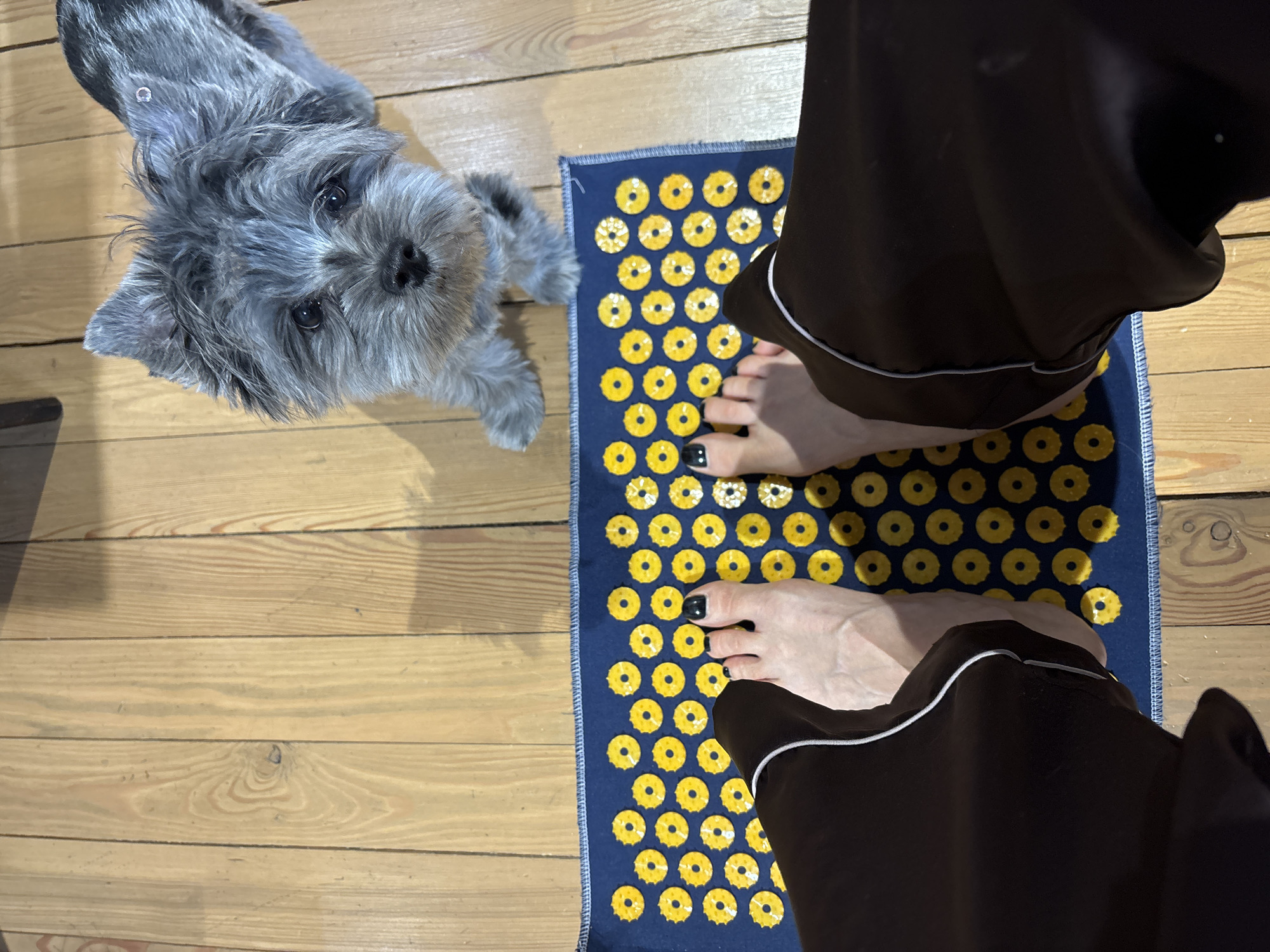A blue acupressure mat with yellow donut-shaped pressure points sits on a wooden floor in what appears to be a home. A person wearing dark, silky pajamas is standing on the mat with bare feet, their toes painted black. A small, gray, fluffy dog with dark eyes looks up at the camera from the side of the mat. The scene takes place indoors. There is no information to indicate that the image was taken in Chaikovsky, Russia.
