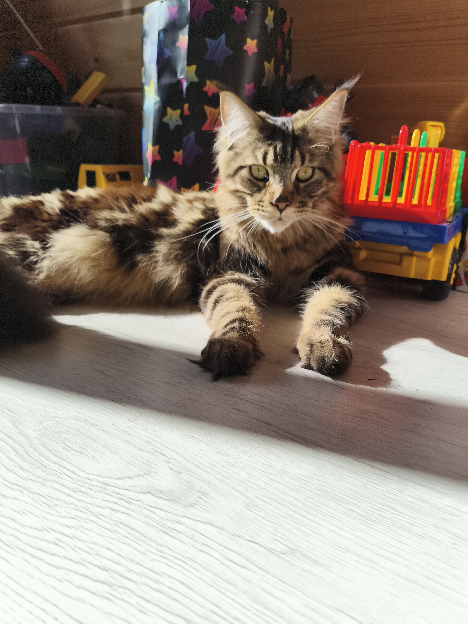 A Maine Coon cat is lying on a light-colored wooden floor. The cat has brown and black mottled fur and green eyes. The cat is facing forward with its paws outstretched. Behind the cat are a toy truck with colorful blocks, a black star-patterned container, and other miscellaneous toys. The scene is indoors, with wooden paneling visible in the background. The location is Русский Вожой, Russia.