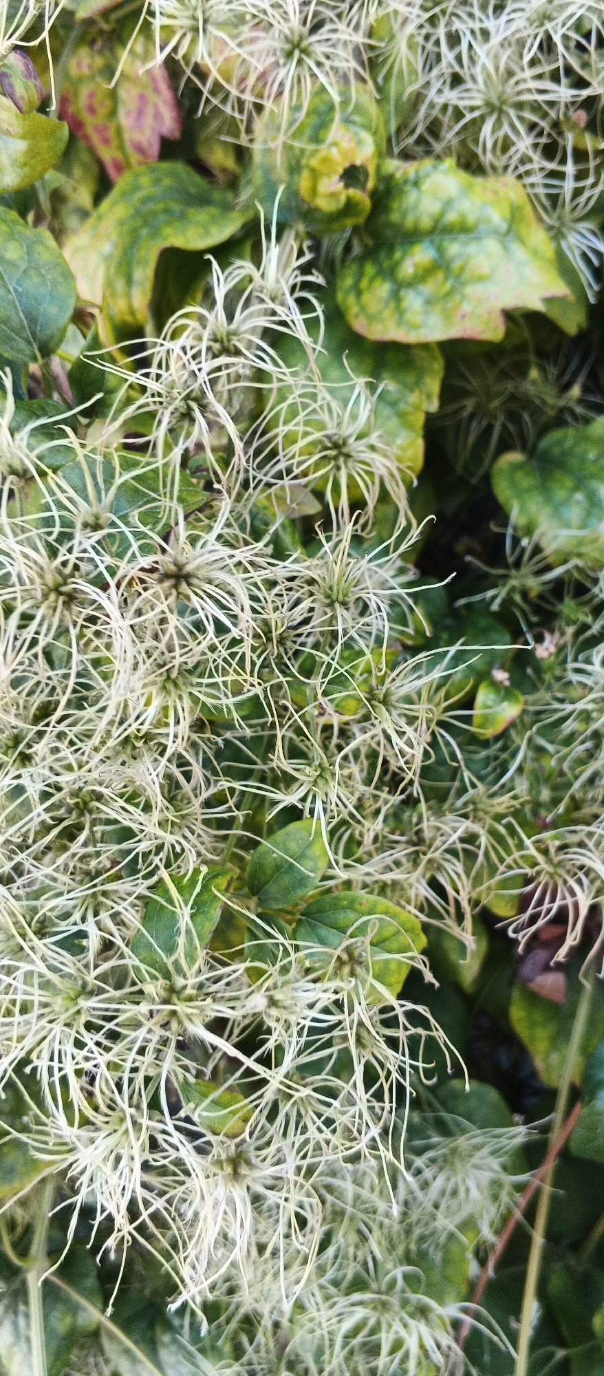 A close-up, top-down shot shows a dense cluster of dried clematis seed heads with feathery, white filaments, interspersed with green and subtly colored leaves. The seed heads, the primary focus, are small, star-shaped structures from which delicate, wispy tendrils extend outwards. The leaves are varying shades of green, with some showing hints of yellow and pinkish-red discoloration. The background is a blur of more foliage, creating a soft, natural backdrop. The scene is likely an outdoor setting in Mukachevo, Ukraine, possibly a garden or park, during the autumn or late summer season when clematis blooms have transitioned to seed. There are no people or discernible actions in the frame.