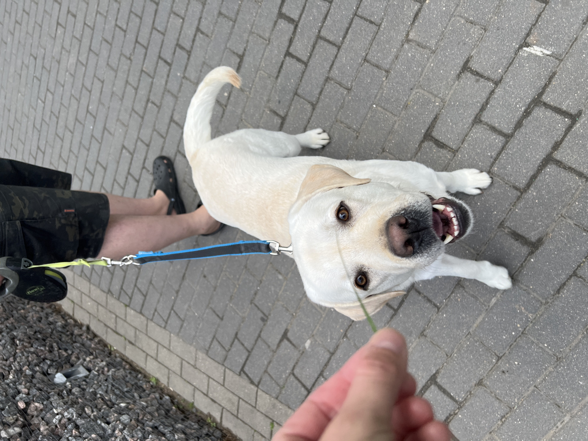 Captured from a high-angle perspective, the image presents a light-colored Labrador dog looking upwards, possibly interacting with a human holding a blade of grass. The dog is positioned on a grey brick-paved surface, with a retractable leash attached to its collar. The leash is held by a person partially visible on the left side of the frame, wearing dark shorts with a camouflage pattern and black Crocs. The background includes a small patch of gravel with netting. The location is consistent with urban sidewalks often found in Mytishchi, Russia, or similar urban environments.