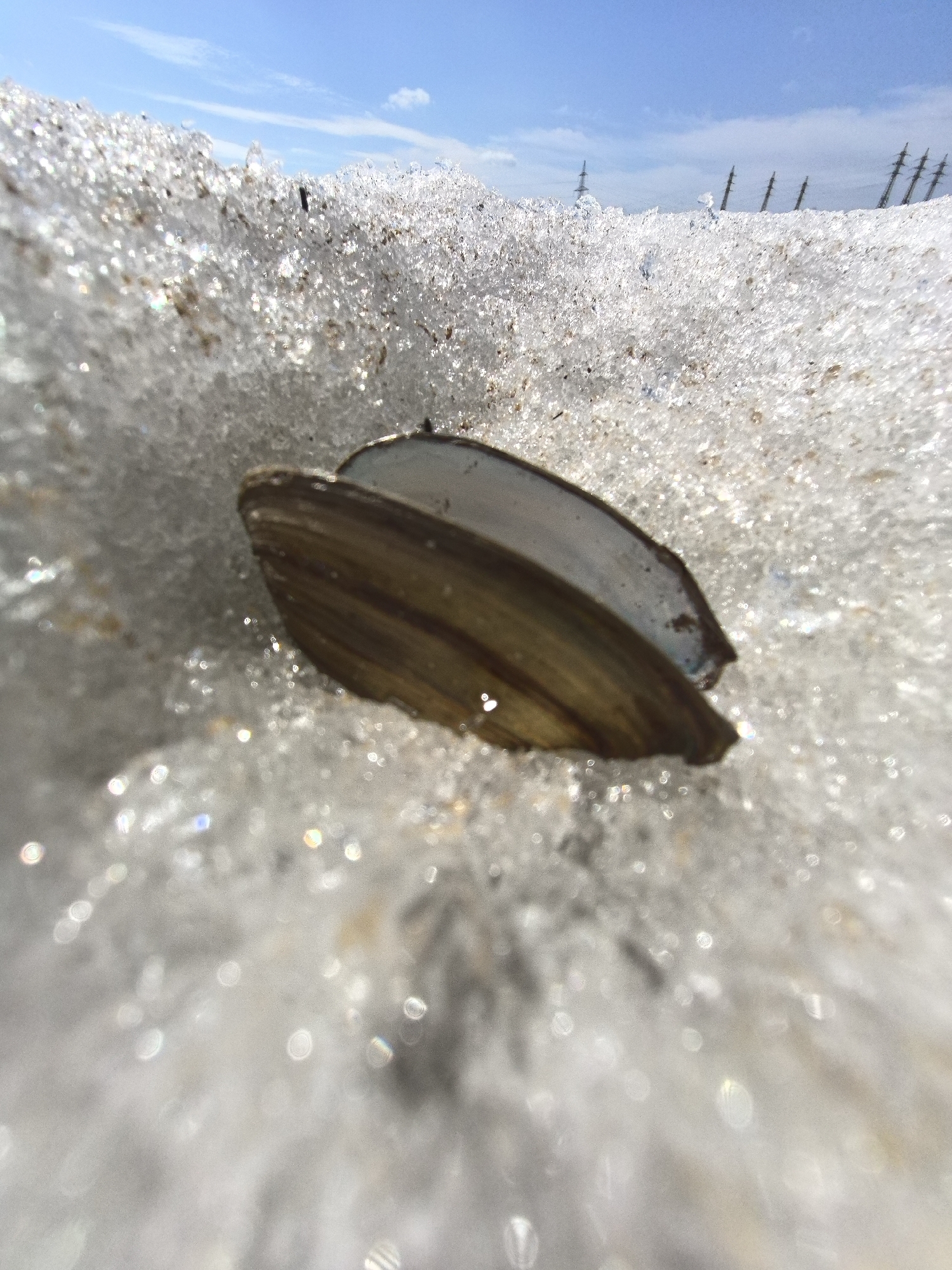This close-up image, taken in Chaikovsky, Russia, features a bivalve shell resting on a bed of sparkling, melting ice or snow. The shell, possibly a freshwater mussel, appears to be partially open or broken into two halves, with one side displaying a dark, natural exterior and the other a lighter, smoother interior. The immediate foreground and midground are filled with highly textured, crystalline ice and snow, glistening brightly due to direct sunlight.
The scene suggests a sunny day, likely in late winter or early spring, as the ice and snow are clearly melting. The bright blue sky in the background is mostly clear, with a few faint white clouds. In the upper right distance, several dark, silhouetted structures, resembling electricity pylons or similar towers, stand against the sky, indicating the presence of infrastructure in the broader landscape. There are no people visible, nor any discernible activity or event beyond the natural process of snowmelt. The time of day appears to be bright daylight. No text is visible in the image. The shell's presence on the ice might suggest it was carried by water and deposited as the ice formed or receded, consistent with a location near a body of water like the Kama River.