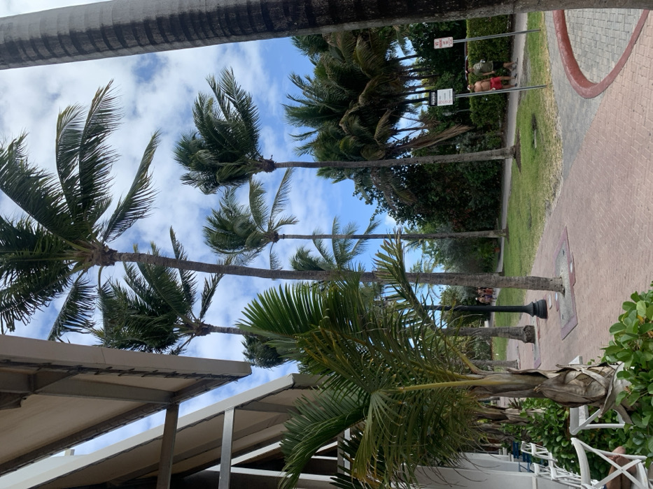 This image depicts an outdoor scene in Miami Beach, United States of America, likely along a beachfront promenade or a street parallel to the beach. The perspective is low-angle, looking down a brick paver sidewalk on a clear, sunny day with a blue sky and scattered white clouds.
To the far left, a portion of a modern building with a light-colored awning and large windows is visible. Several white, cross-back outdoor chairs are arranged along the building, suggesting a cafe or restaurant seating area. Lush green ground cover and small palm plants are in beds along the base of the building. A person's bare leg and foot are partially visible, resting on one of the chairs.
A wide, reddish-brown brick paver sidewalk extends into the midground. Several tall palm trees, primarily coconut or royal palms, line the sidewalk and a grassy area beyond it. Their fronds are green, with some appearing to be in motion, indicative of a breeze. A black lamppost stands on the sidewalk. Beyond the main sidewalk, a narrow dirt path runs parallel through a grassy strip.
In the background, on the dirt path to the right, two individuals are visible. One, shirtless, wears red shorts and faces to the left. The other wears a green shirt and dark shorts, also facing left. Further down the path, a group of indistinct individuals is walking away from the camera. Two white signs are posted in the grass to the right of the path; one clearly indicates "PARKING" and the adjacent one says "NO PARKING." Dense tropical foliage and more palm trees form the backdrop, under the bright blue sky.