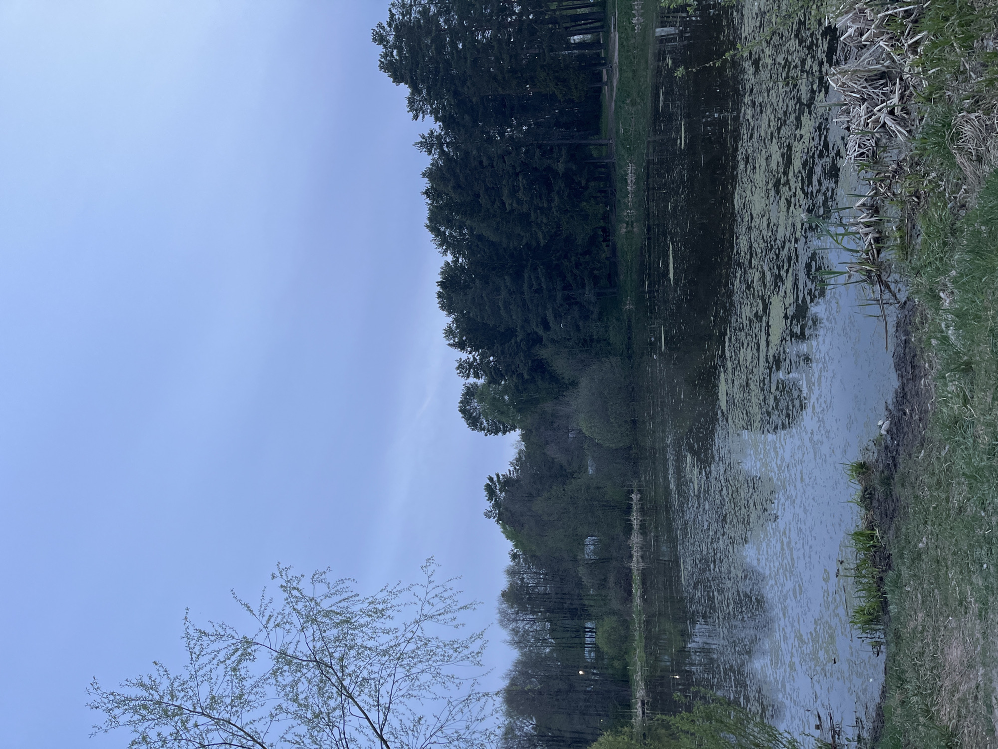The image depicts a body of water, possibly a pond or lake, with trees lining the far side. The water's surface is partially covered with algae or other vegetation. The sky is a pale blue, suggesting it may be dusk or dawn. There are trees with sparse leaves on the bank closest to the viewer. The location is Chaikovsky, Russia, based on the implied location of the image. There are no people or subjects visible in the image. The primary objects are the water, trees, vegetation, and sky. The scene is static and no interactions are observed.