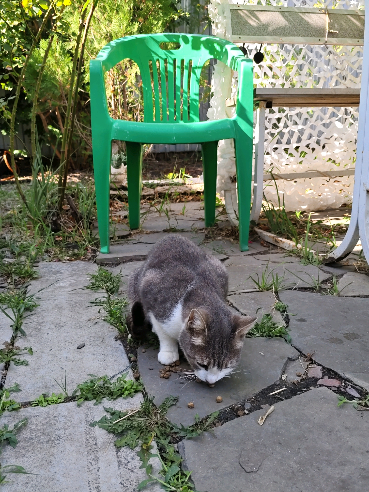 A gray and white cat is eating kibble from the ground in a backyard. The cat is in the foreground, with its head down. Behind the cat is a bright green plastic chair. In the background, there is a white lattice fence, some bushes, and trees. The ground is paved with stone slabs and there is some grass growing in between the slabs. The scene is set in an outdoor, possibly domestic, environment.