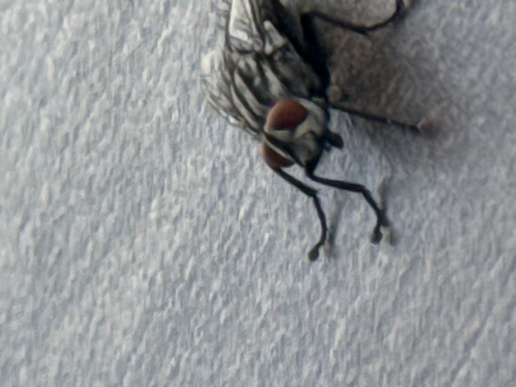 The image displays a close-up, macro view of a single fly positioned on a light grey, textured surface. The fly, identified by its prominent reddish-brown compound eyes and a greyish body with distinct dark stripes on its thorax, occupies the lower right quadrant of the frame, oriented with its head facing towards the left. Several dark, slender legs are visible, extended onto the background. The background consists of a uniformly light grey surface with a subtle, irregular, and somewhat rippled texture, rendered out of focus to emphasize the fly. The image provides no visual indicators to identify a specific location within the city of Sofia, Bulgaria.