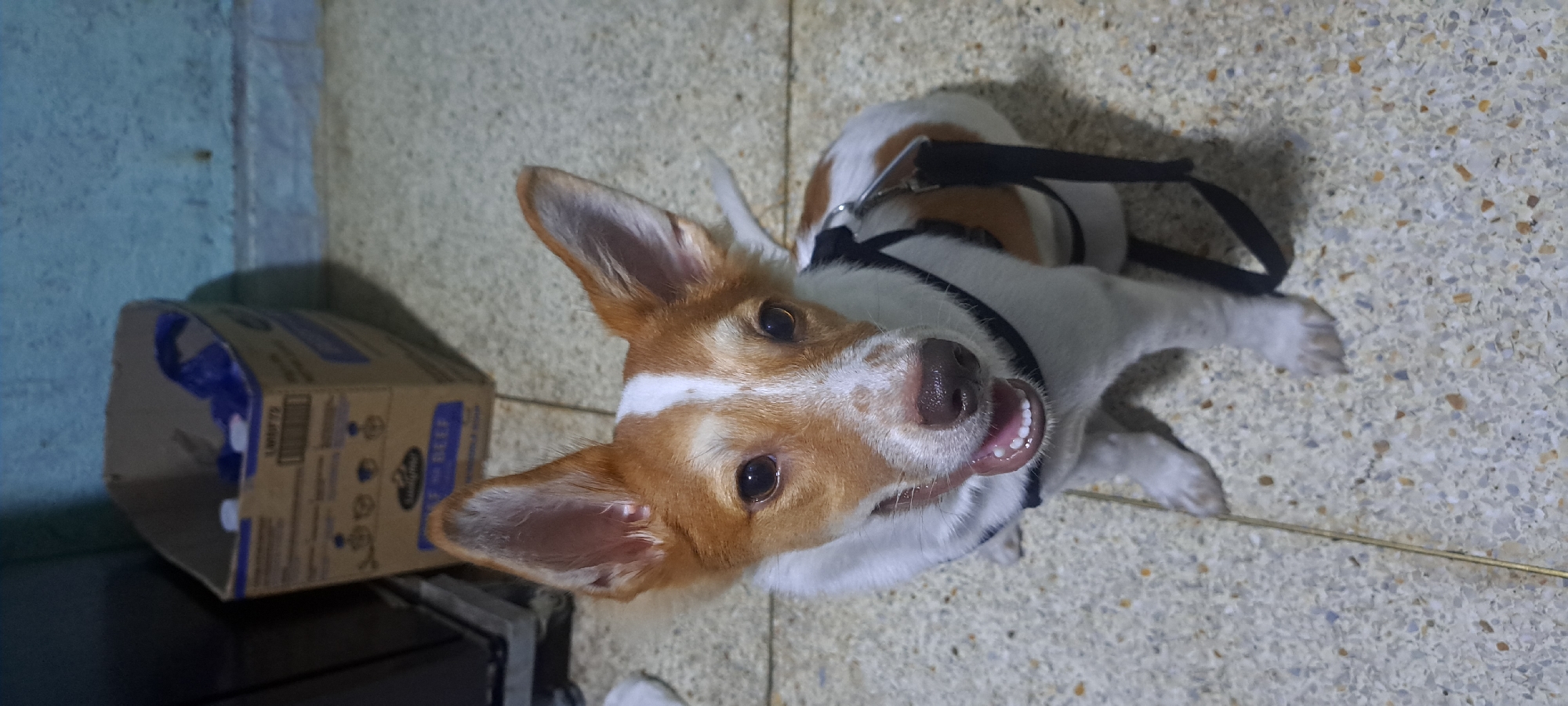 A medium shot shows a young, tan and white dog with large, pointed ears sitting on a textured tile floor. The dog is wearing a black harness and appears to be looking directly at the camera with its mouth slightly open, showing teeth and tongue. In the background, to the left, is a cardboard box filled with items, some of which are blue. The wall behind the dog is painted blue. The floor is a light beige speckled with various colors. The overall lighting suggests an indoor setting.