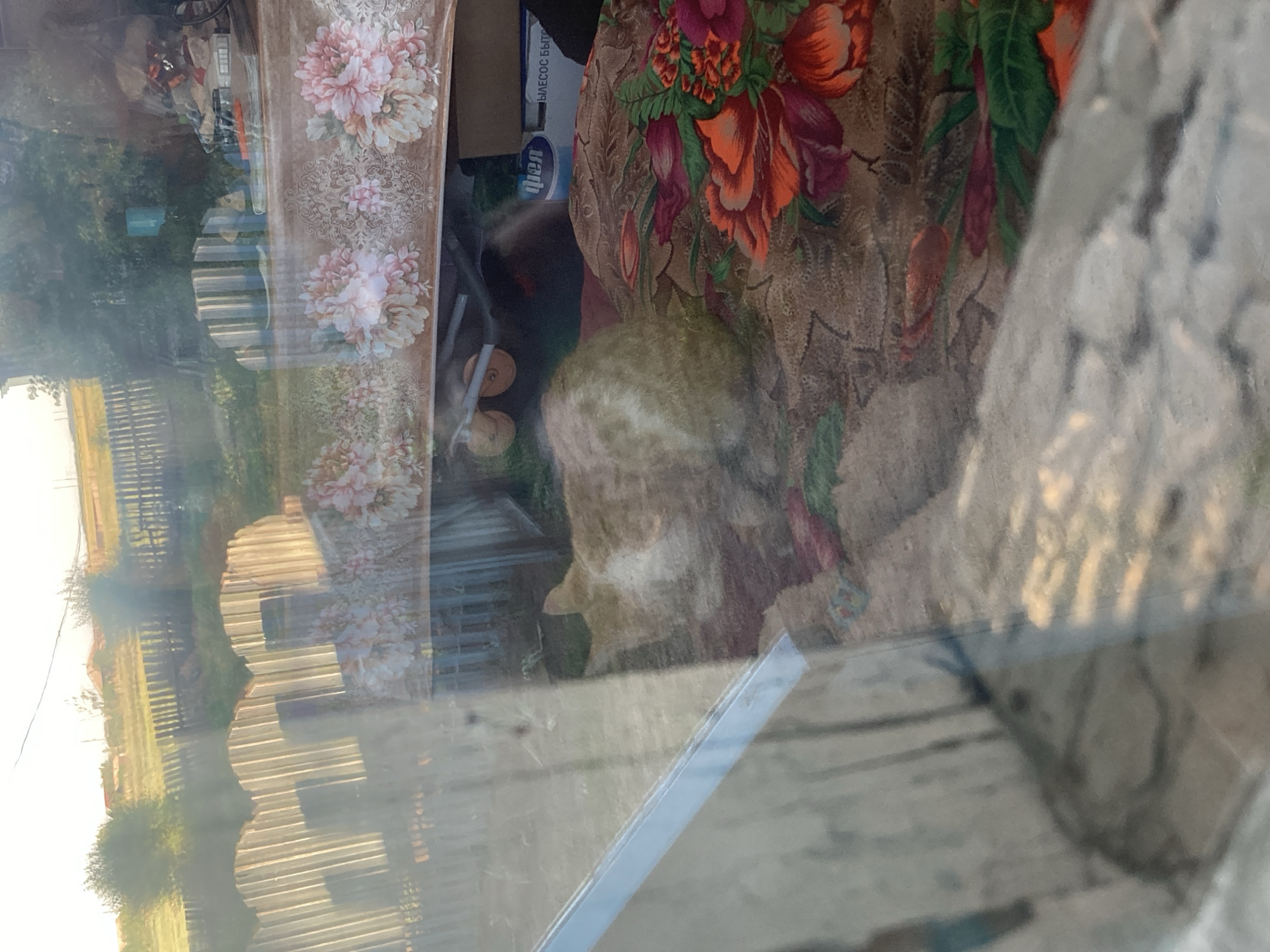 A ginger and white cat is lying on a blanket with a floral pattern. The cat is facing away from the camera, with its head down. The blanket is spread on the floor of what appears to be a room, possibly an outbuilding, as suggested by the reflection of a wooden fence and trees in the background, indicative of a rural setting in Celo Rakity, Russia. The room is dimly lit, and various objects are visible in the background, including a cardboard box and a blue plastic container. The scene is viewed through a reflective surface, likely a window, which overlays reflections of an outdoor environment.