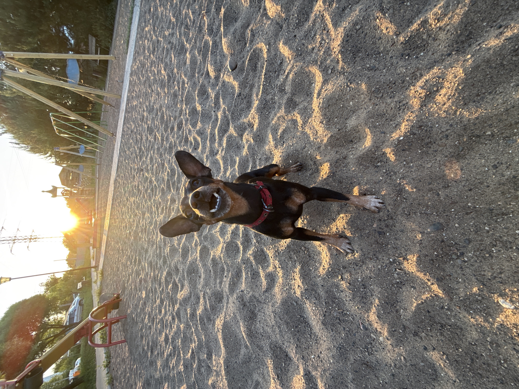 A playful brown and black dog with a red collar is the main subject, standing on sand with its mouth open in a grin. The setting appears to be a playground or park at sunset, as indicated by the sun in the background and the presence of playground equipment like swings and a seesaw. The location is likely in or near Chaikovsky, Russia.