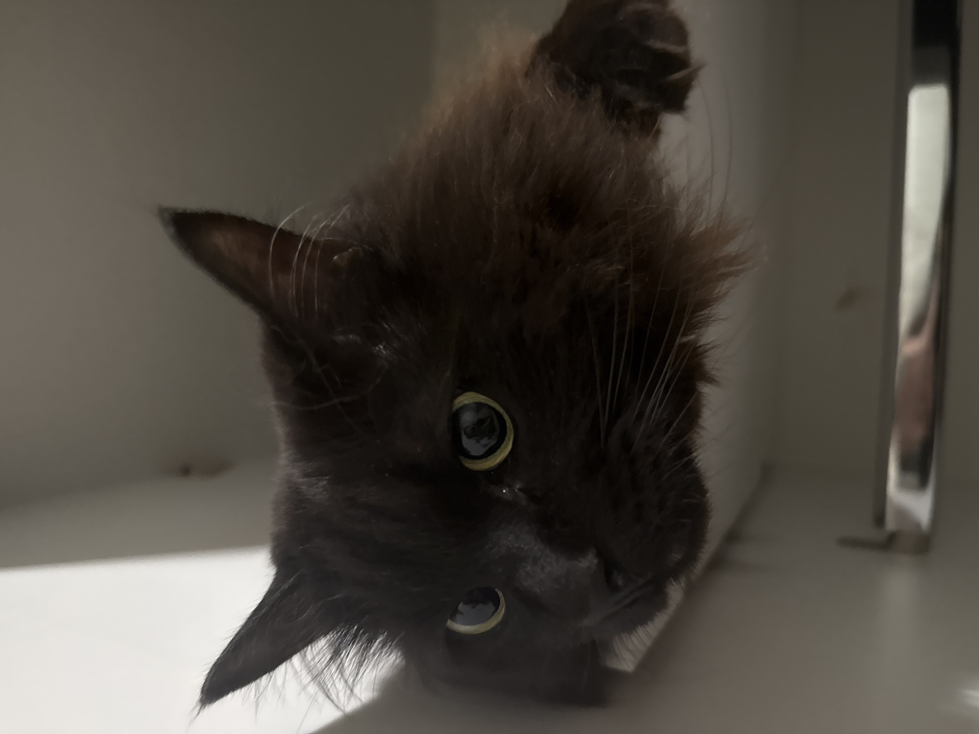 A fluffy, black cat with green eyes is positioned upside down in a white, confined space, possibly a shelf or cabinet. The cat is facing the camera with its head tilted. A metal handle is visible in the background. The location is not discernible from the image.