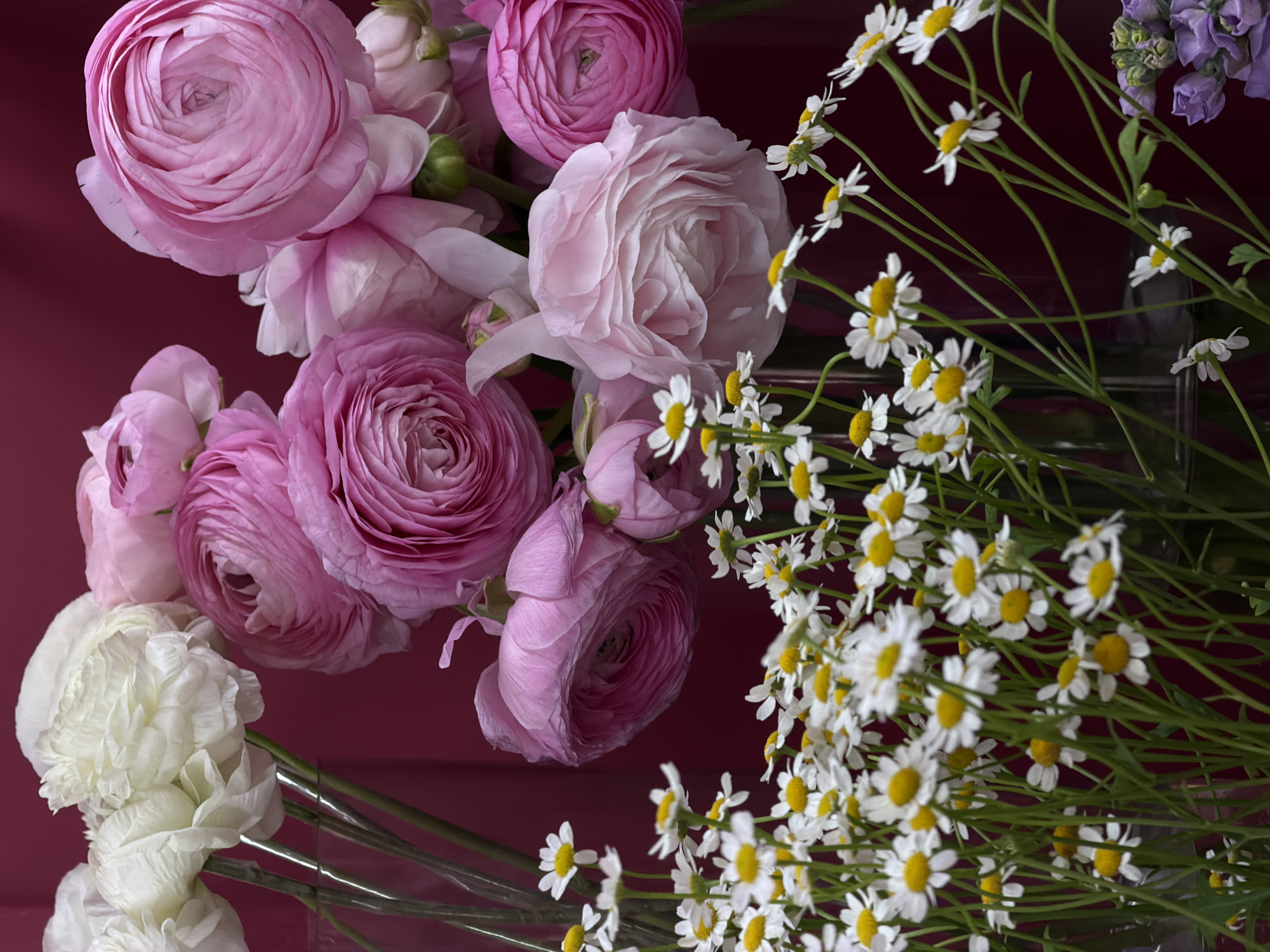 The image showcases a floral arrangement against a deep red or burgundy background. Predominantly, pink and white ranunculus flowers are grouped together on the left side of the frame. To the right, there is a cluster of chamomile flowers with white petals and yellow centers. A small portion of light purple or blue flowers is visible at the top right corner. The image is well-lit, and the flowers appear to be fresh. The scene is indoors, and there is no evidence to suggest a specific location within Krasnoyarsk, Russia, or any other city. There are no people visible in the image.