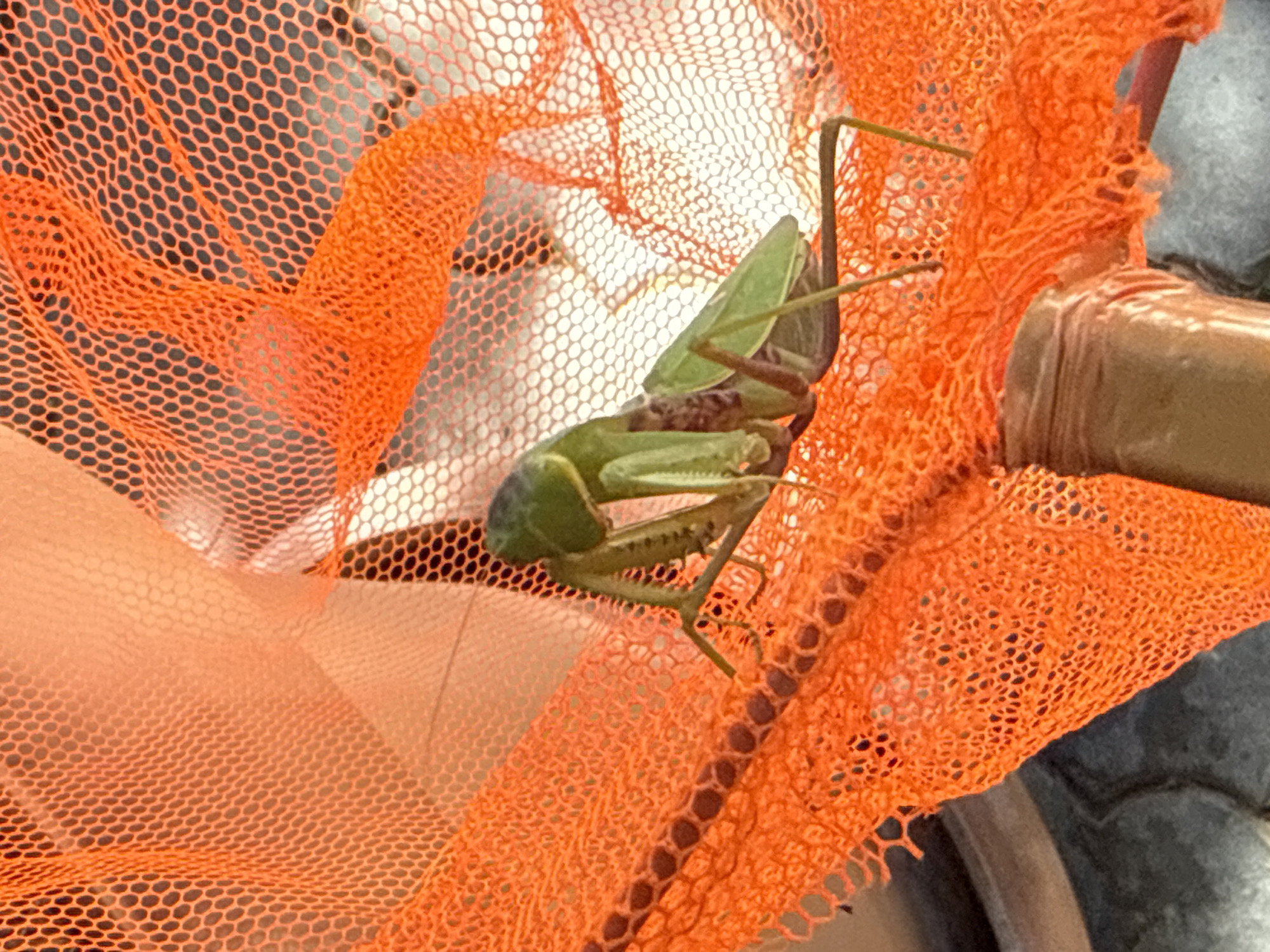 A praying mantis is caught in a bright orange net. The net is made of a fine mesh with hexagonal openings. The praying mantis is green and appears to be trying to escape the net. The background is out of focus, but appears to be an outdoor environment. There is no information in the image to suggest a specific location in Partenit, Ukraine.