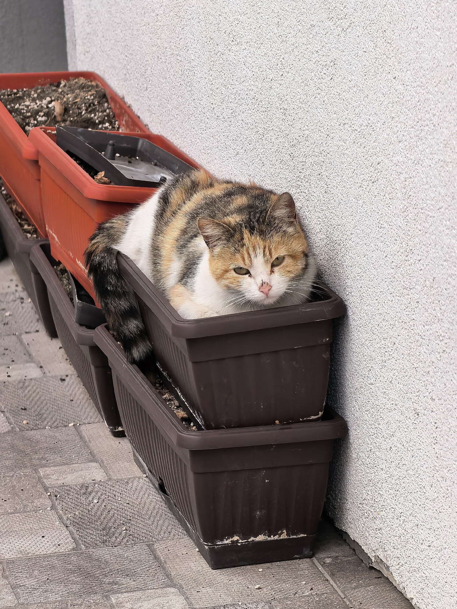 A medium shot shows a cat resting in a brown plastic flowerpot. The cat is calico with a white face, orange patches, and a black-and-gray striped tail that dangles over the side of the flowerpot. The flowerpot the cat is in is stacked atop another identical brown flowerpot. To the left of the cat and the brown pots is a red flowerpot. All of the flowerpots appear to have some soil in them. The flowerpots are placed against a light-colored, textured wall. The ground is paved with gray bricks in a herringbone pattern. The location is Unknown, Unknown.