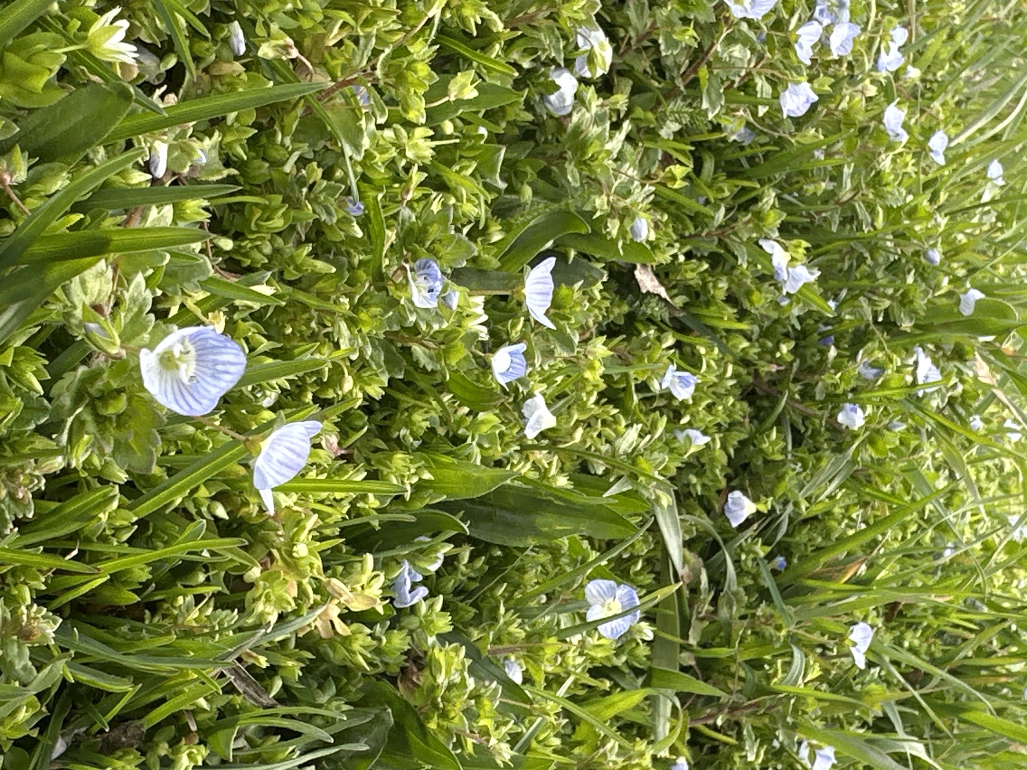 The image shows a patch of ground covered in green vegetation, including grass-like blades and a denser, mat-forming plant with small leaves. Scattered throughout the vegetation are small, light blue flowers with darker blue veins. The location, Sofia, Bulgaria is not discernible from the image.