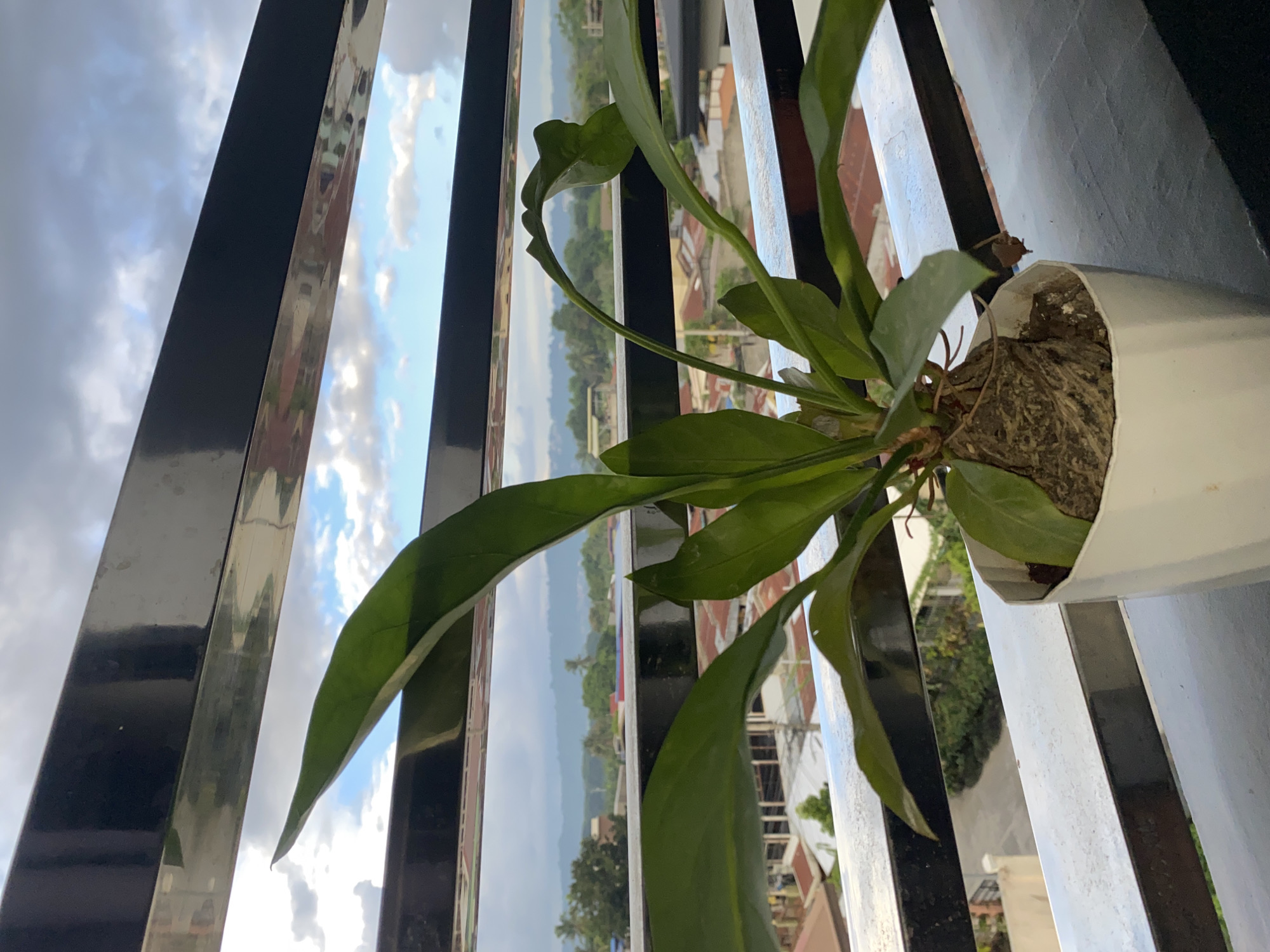 The image shows a potted plant with large green leaves on a balcony overlooking a residential area. The plant is in a white pot and appears to be healthy. The background shows a suburban landscape with houses and trees under a cloudy sky. The scene is likely in Davao City, Philippines, given the style of housing and vegetation.
