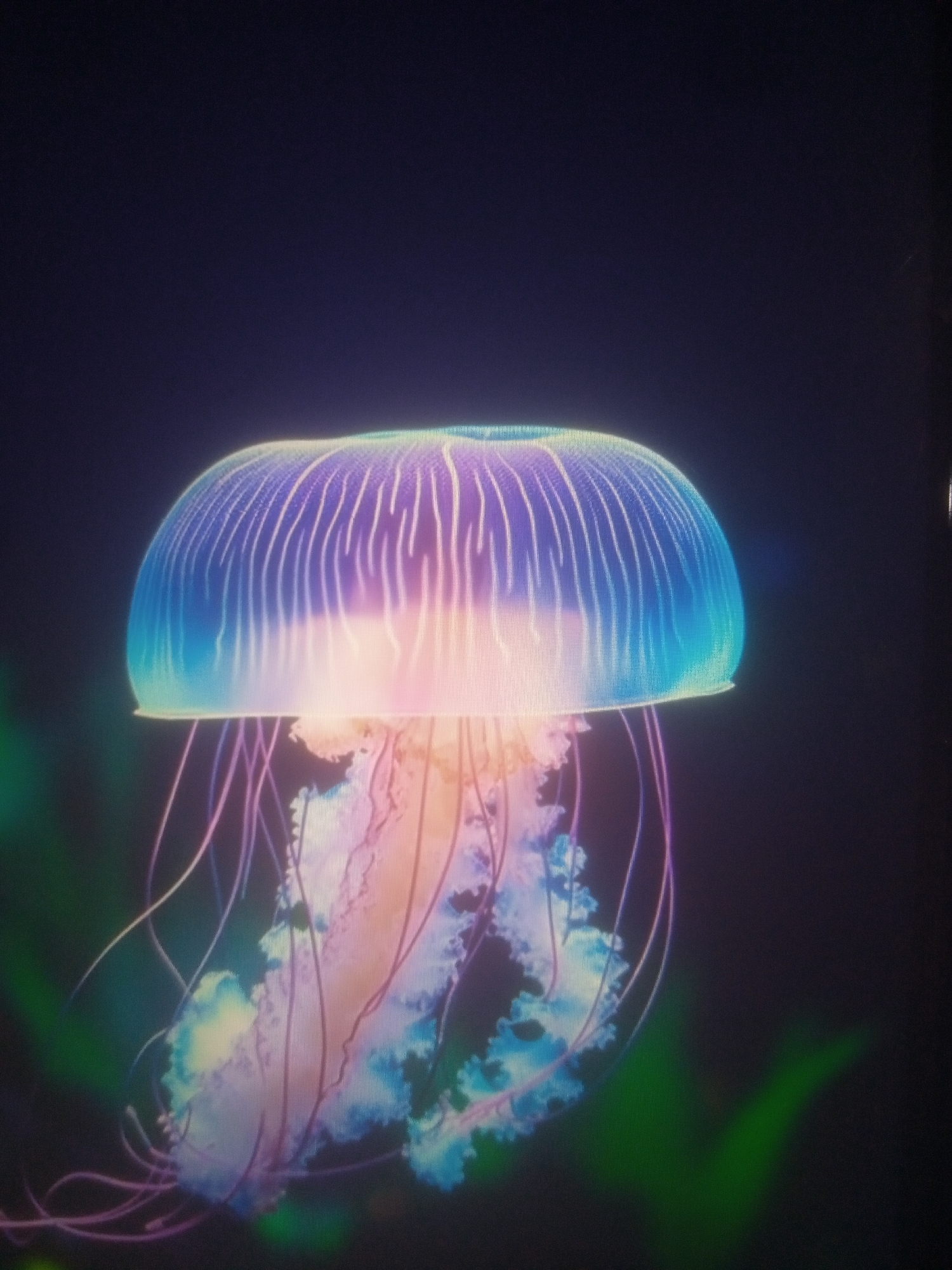 An illuminated jellyfish floats against a dark background. The jellyfish's bell is a dome shape with radiating lines, glowing with a gradient of colors from blue at the top to pink and white at the bottom. Delicate, pink tentacles trail beneath the bell, some appearing wispy and others more substantial, with hints of blue and white coloration within them. In the lower left and right corners, out-of-focus green organic shapes suggest underwater foliage. The overall impression is of a serene, underwater environment.
