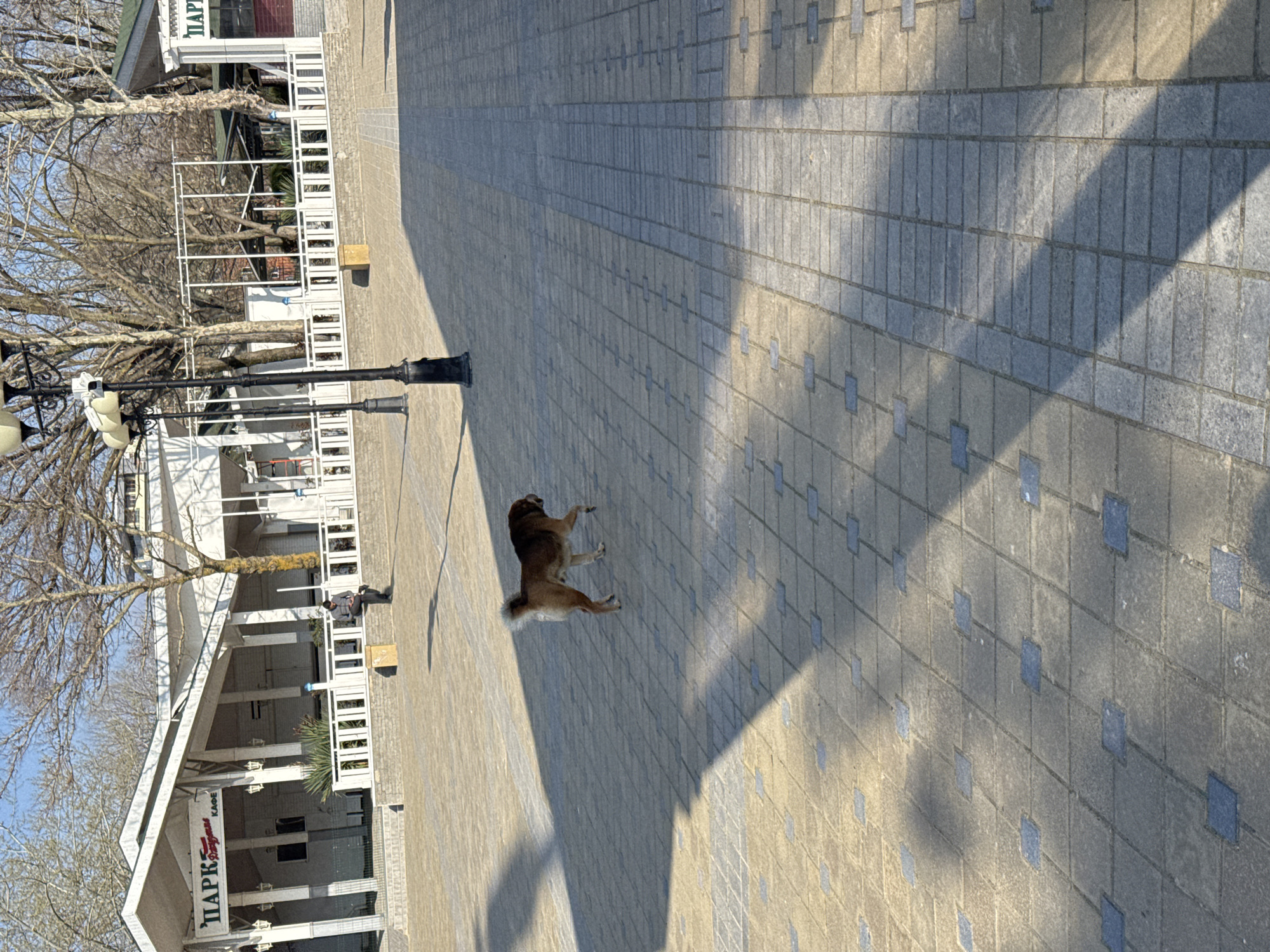 The image captures an outdoor scene in a public square or park area within the city of Anapa, Russia, under clear blue skies. The ground is paved with light-colored square and rectangular blocks, featuring darker blue-grey square inlays, illuminated by strong sunlight that casts prominent, elongated shadows across the surface.
In the midground, a medium-sized dog, predominantly light brown with darker brown markings on its back and head, and a bushy tail, walks from left to right across the paved area. Its head is slightly lowered, and its front right paw is elevated. Directly behind the dog, slightly to the right of the frame's vertical center, stands a black multi-lantern streetlamp with three white light fixtures.
In the background, on the left, a white building with an angled roof and multiple supporting columns is visible. This structure features decorative wall-mounted lamps and Cyrillic signage that reads "ПАРК" (PARK) and "КАФЕ" (CAFE). A single individual, dressed in dark clothing, is seated on a low white-topped stone wall in front of this building, appearing to be focused on a handheld electronic device. A white decorative fence runs along the top of the stone wall, extending towards the right. Several deciduous trees with bare branches are scattered in the background, indicating a season outside of full foliage. A second, partially obscured streetlamp similar to the central one is visible further left in the background.