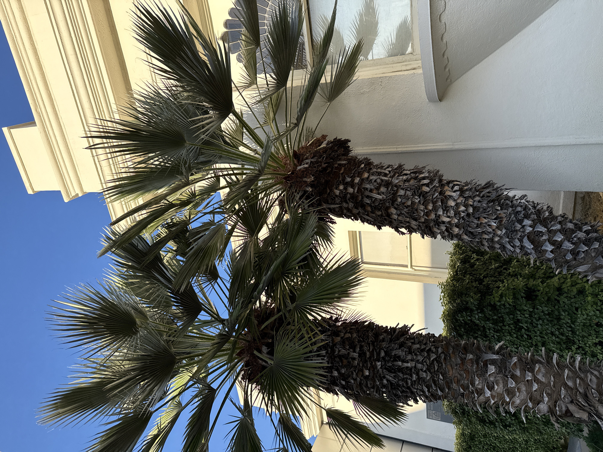 Two mature palm trees with rough, fibrous trunks and feathery fronds stand in front of a cream-colored building in Glendale, California. The building features ornate architectural details, including a decorative cornice and arched windows. A neatly trimmed green hedge runs along the base of the building, partially obscuring the lower portions of the palm trees. The sky above is a clear, vibrant blue. The scene is lit by natural sunlight, casting shadows on the building.