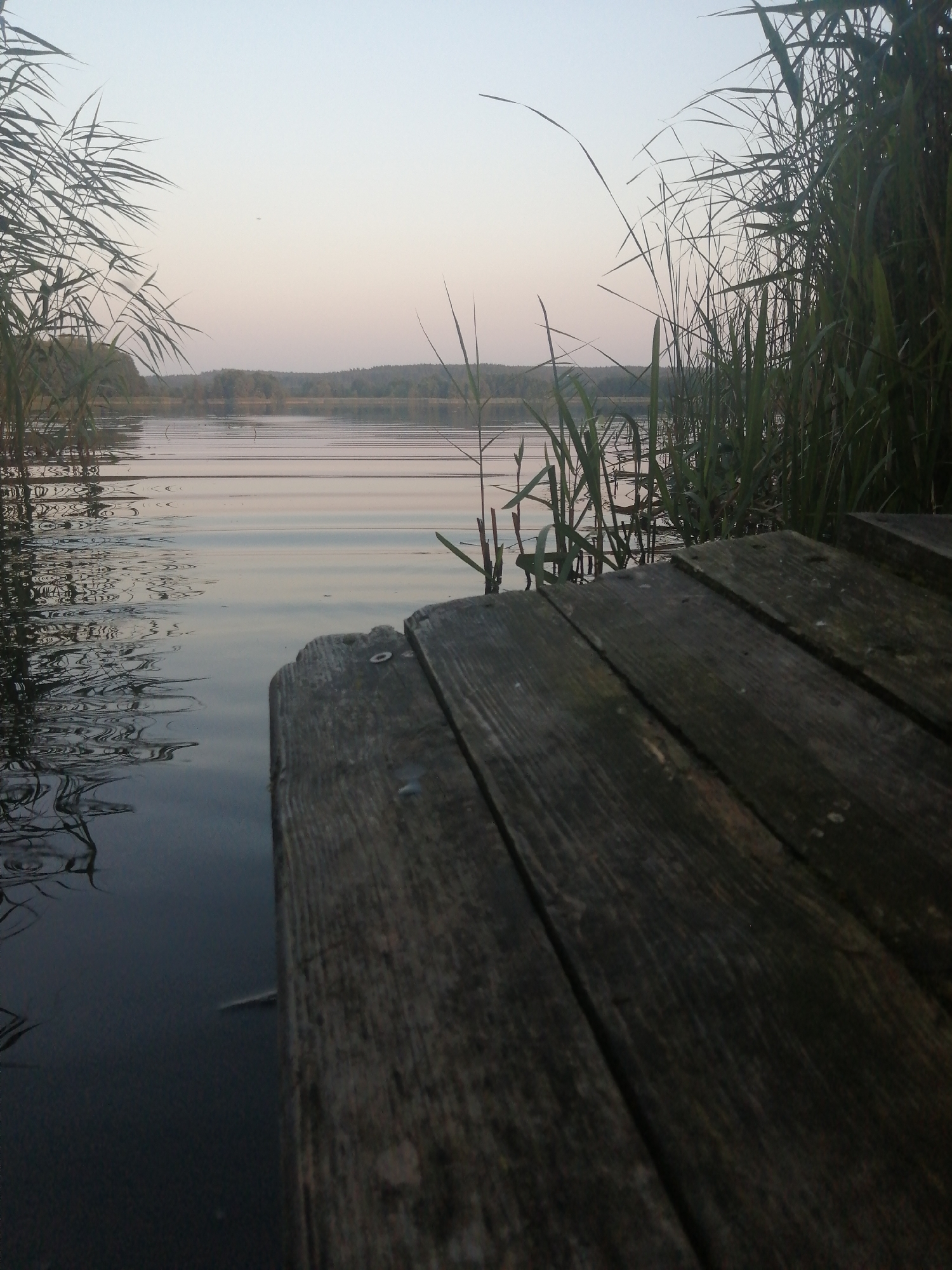 The image depicts a serene natural landscape beside a body of water. In the foreground, a weathered wooden dock or pier stretches into the scene from the lower right, its planks showing signs of age and exposure to the elements. The water is calm, with subtle ripples reflecting the muted sky and surrounding reeds. Tall, green reeds or grass grow along the edge of the water, framing the view of the lake or river. Across the water, a distant tree line is visible, suggesting a forested area on the opposite bank. The sky is a pale gradient of light blue and soft pink, characteristic of dawn or dusk. The overall atmosphere is peaceful and tranquil, evoking a sense of quiet solitude. The image does not contain any people or visible urban elements, indicating a rural or natural setting. There are no specific identifiable landmarks within the image that would place it definitively in Slonim, Belarus, as it represents a generic natural scene.