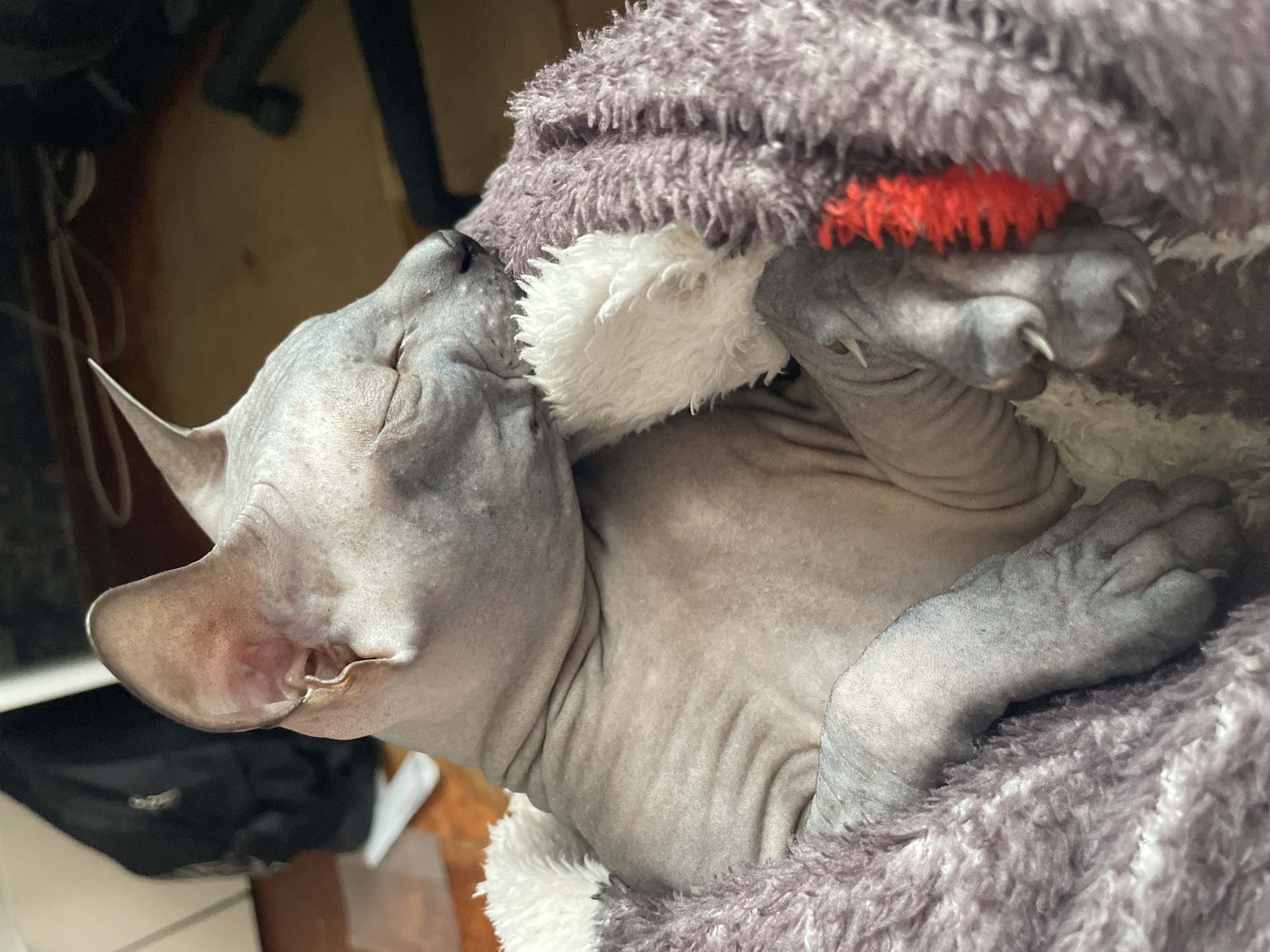 A hairless Sphynx cat, characterized by its greyish-pink wrinkled skin and prominent ears, is depicted sleeping soundly. The cat's eyes are closed, and its head is nestled into a plush, multi-textured blanket, predominantly mottled purplish-grey and white. A small, metallic, C-shaped piercing is visible in the upper cartilage of the cat's left ear. Its forelimbs are tucked under, with claws slightly extended from its paws, which rest against a vibrant red textured segment of the blanket on the right. The background is blurred, showing an indeterminate indoor setting with a dark object (possibly a bag or furniture) and a light brown surface (likely a wooden floor) in the rear. The scene is located in the city of Ольховка, Russia.