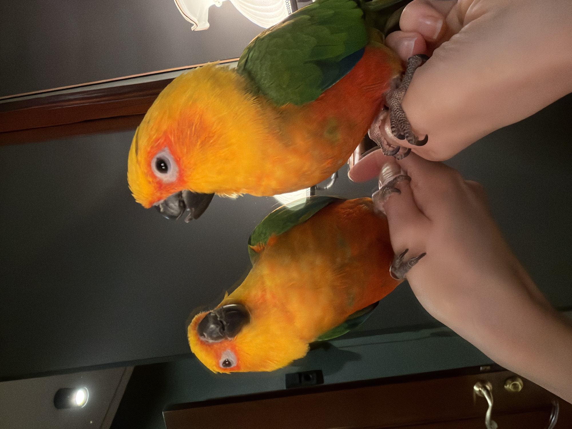 A sun conure clings to a person's arm, its reflection visible below on a dark, glossy surface. The bird displays bright orange and yellow plumage on its head and chest, with green wings. The person's skin is pale. The background includes a portion of a cabinet with brass hardware and a light fixture. There is no information to indicate this image was taken in Khimki, Russia.