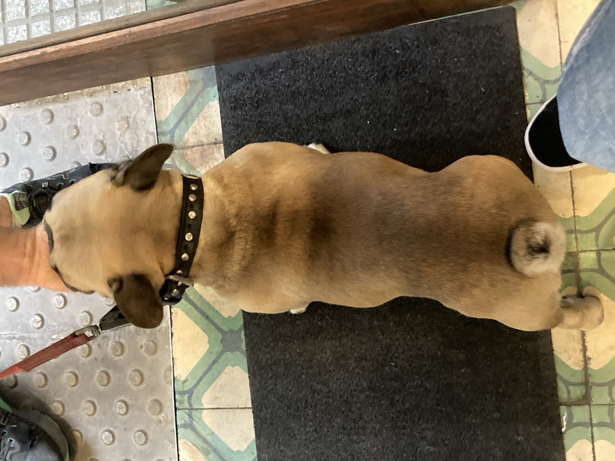 An overhead shot captures a tan-colored French Bulldog standing on a black doormat, possibly in a doorway or transition area. The dog wears a black studded collar, and a red leash is attached, held by a person's hand visible in the lower left, wearing black and green sneakers. Another person's foot, clad in blue jeans and black shoes with white soles, is seen to the right of the dog.
The flooring consists of multiple sections: a textured gray section with raised circular bumps (tactile paving), a dark brown wooden plank acting as a threshold or divider, the black fabric doormat, and decorative green and beige patterned tiles. The dog's short, curly tail is visible, tucked close to its body. The scene depicts a moment of stillness, likely the dog waiting or pausing at an entrance or exit. No text is visible in the image. The lighting suggests an indoor setting or a sheltered outdoor area.