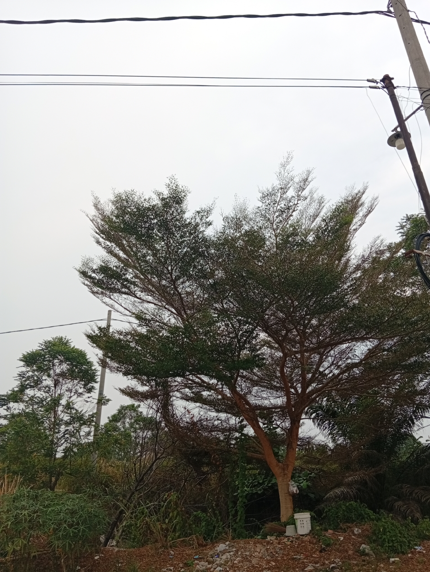 In the city of Kualu, Indonesia, an overcast sky forms the backdrop for a street scene. Dominating the frame is a large, mature tree with a sparse canopy, its branches reaching outwards. A utility pole stands to the right of the tree, with electrical wires stretching across the top of the image. Below the tree, the ground is covered in gravel and debris, with various plants and smaller trees growing in the surrounding area. A white bucket and some discarded items are visible near the base of the tree. The scene appears to be located on the side of a road or an undeveloped area.