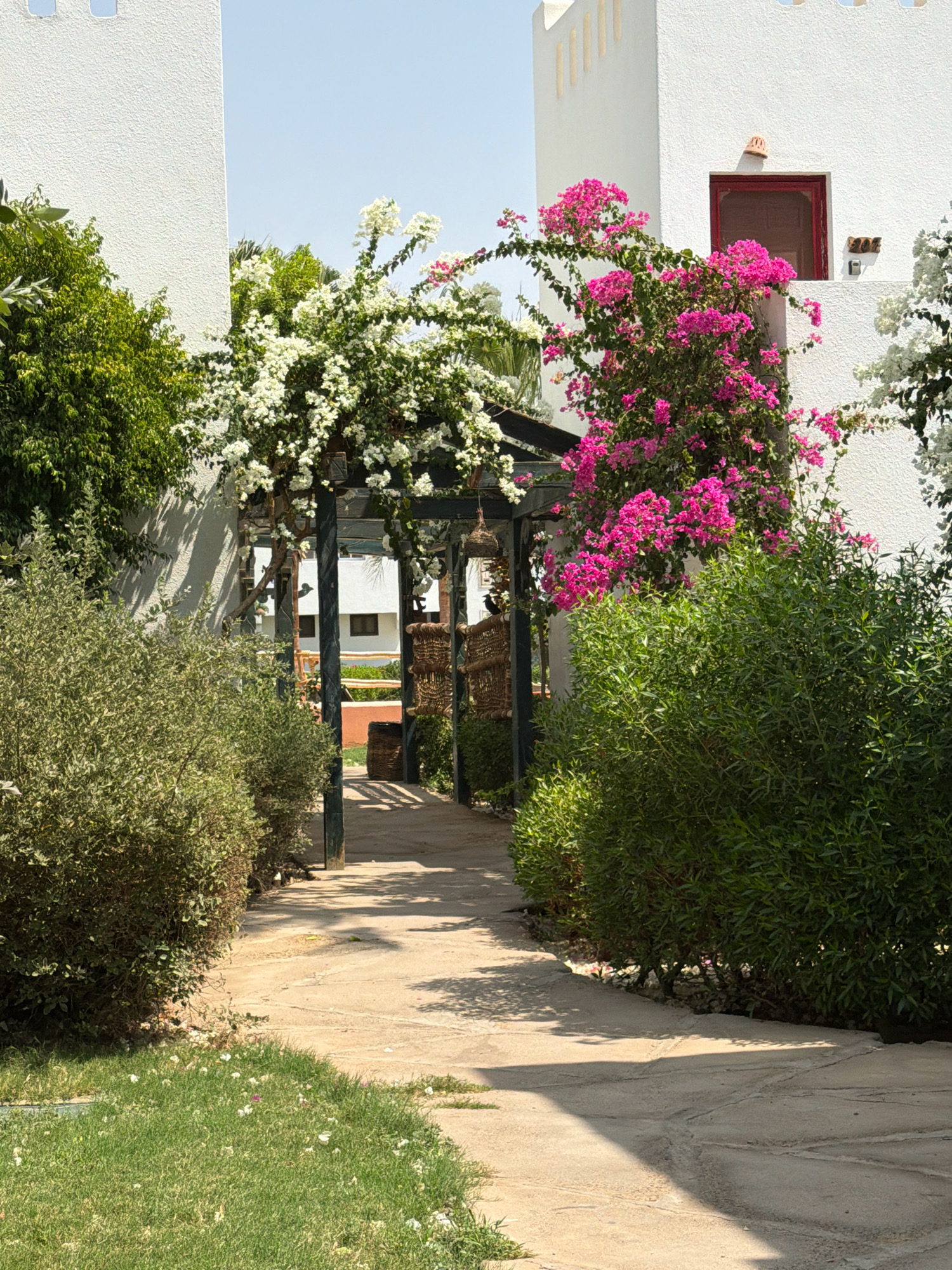 The image captures an outdoor pathway in Sharm El Sheikh, Egypt, leading through an archway draped with vibrant pink and white bougainvillea. The pathway is paved with light-colored stones and flanked by lush green bushes and manicured grass. On either side of the pathway, modern white buildings with decorative cornices and a red-trimmed window are visible. Sunlight casts dappled shadows on the path and the surrounding foliage, indicating a bright, clear day. The scene evokes a sense of tranquility and tropical resort ambiance.