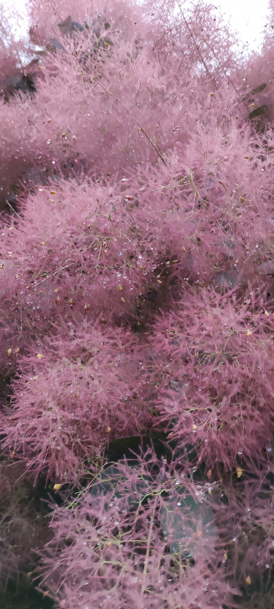 The image displays a close-up, slightly blurred view of a smoke bush (Cotinus coggygria) plant. The plant's feathery, pinkish plumes are the dominant feature, with numerous small water droplets clinging to them, suggesting it has recently rained or been watered. The lighting is soft and diffused, giving the scene a slightly hazy appearance. There are no people, animals, or man-made structures visible in the image. The background is a dark, indistinct blur. The image does not provide any information about its location in Rosinka, Russia, or any specific environmental context beyond the plant itself.