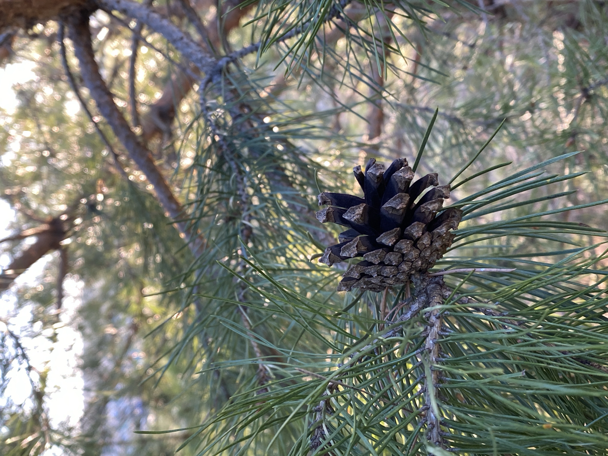 The image shows a pine cone on a pine tree branch. The cone is dark brown and partially open. The pine needles are long and green. The background is blurred and shows other tree branches and foliage. The location is Ольховка, Russia.