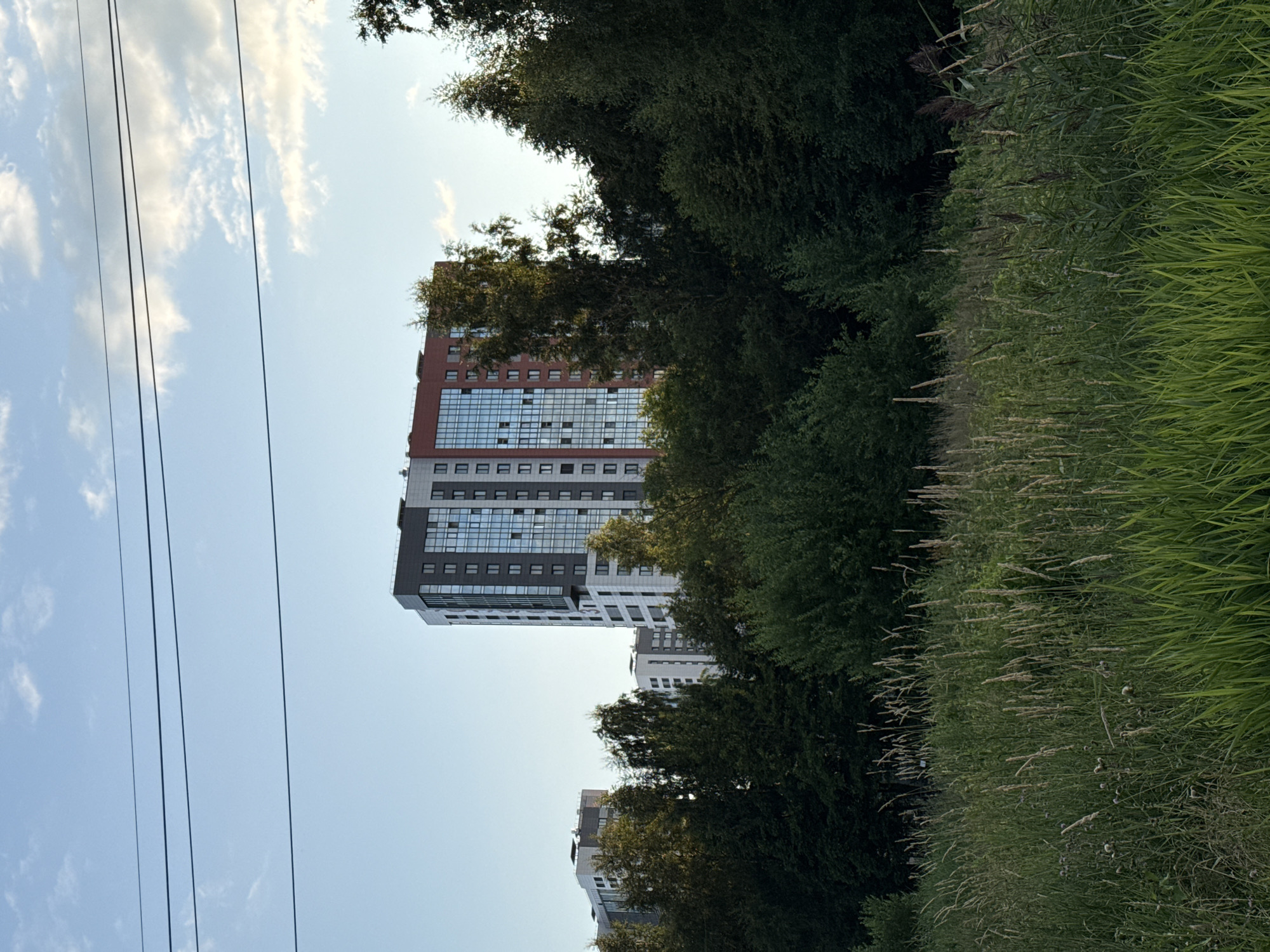 A high-rise apartment building stands tall behind a dense line of trees. The building is modern, with a dark grey, white, and reddish-brown facade, and numerous windows. In the foreground, a field of tall grass and wildflowers stretches out, with a few dry stalks of wheat or reeds interspersed. The sky above is blue with scattered white clouds, and power lines are visible in the upper portion of the image. The scene appears to be located in Pargolovo, Russia, likely on the outskirts of a developed area. There are no people or animals visible in the image.