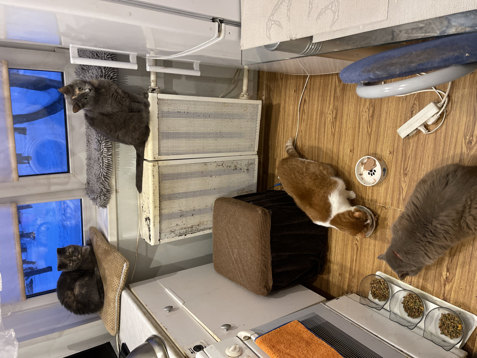 This image captures an indoor scene, likely a kitchen or utility room, bustling with four cats. The perspective is from a slightly elevated viewpoint, looking down into the room.
On the left side of the frame, there are two windows. Through these windows, a cold, possibly snowy or icy, outdoor environment with blue and white tones is visible. On the upper window ledge, resting on a fluffy gray mat, is a gray cat with subtle patches of lighter fur, possibly a dilute calico or tortoiseshell, looking back towards the viewer. Below this, on the lower window ledge, a second gray cat is curled up on a beige woven mat, appearing to be asleep or resting comfortably. Below the windows are two stacked, off-white metal radiators, which show signs of use and age.
Moving towards the center and right of the frame, the floor features a light wood-patterned surface. A brown, square, upholstered pet bed or footstool sits on the floor. On the floor to the right, two cats are actively eating. An orange and white cat is seen with its head in a white bowl, which appears to contain wet food. Closer to the foreground, a fluffy gray cat is eating from one of three clear, plastic bowls arranged on a tray, all filled with dry kibble. Another empty white bowl with a paw print design is visible near the orange and white cat. Behind the eating cats, a white power strip with several cables is lying on the floor.
In the immediate foreground, the top of a white appliance, possibly a washing machine or dryer, is visible, featuring several control knobs and a surface on which an orange cleaning cloth is placed. White wall sections are visible at the top and left, and some plastic fixtures are attached to the wall above the radiators. A blue fabric item and a silver metallic structure are partially visible in the background, near the power strip.
The scene depicts a typical home environment where multiple cats are comfortable and well-cared for, with designated eating and resting areas. The outdoor view through the windows suggests a chilly season. There is no visible text in the image.