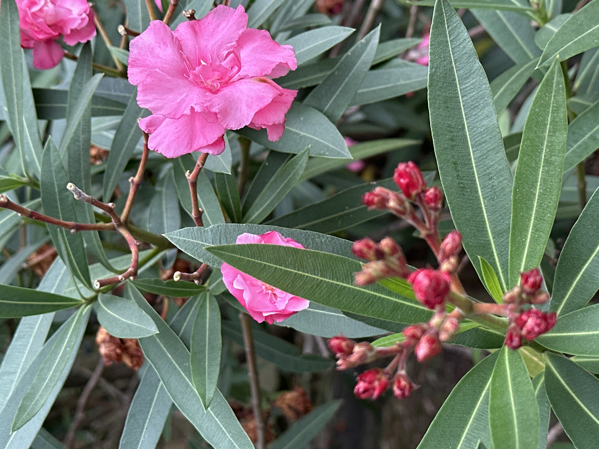 A close-up, eye-level shot captures a branch of an oleander plant in bloom, its vibrant pink flowers contrasting with the deep green of its long, slender leaves. The image focuses on two fully opened pink flowers, one in the upper right and another partially obscured by leaves in the middle left. Numerous small, unopened red buds cluster in the lower portion of the frame, hinting at future blooms. The background is softly blurred, showing hints of brown branches and darker foliage, suggesting a natural outdoor setting. The scene is set in Sochi, Russia, likely in a park or garden, given the plant's common presence in warmer climates. There are no people visible in the image.