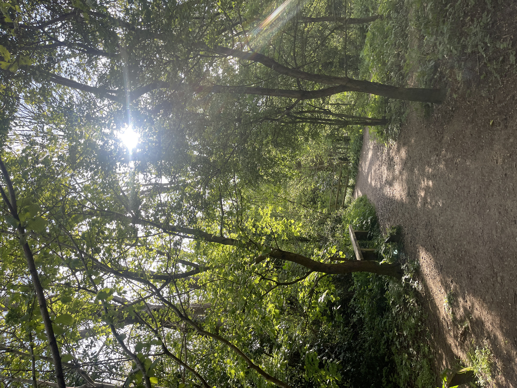 The image captures a sunlit woodland path winding through a verdant forest. Tall trees with dense green foliage create a natural canopy overhead, through which bright sunlight streams, producing prominent lens flare and sunbeams. The dappled light casts intricate patterns of shadow and illumination on the dirt or gravel path below, which curves gently out of view into the distance.
Lush green undergrowth and abundant vegetation line both sides of the pathway, contributing to the rich, natural ambiance. In the lower left portion of the image, a small wooden structure, possibly a bench or part of a fence, is partially visible amongst the foliage beside the path.
No people are present, suggesting a quiet and serene natural environment, ideal for a peaceful walk. The strong sunlight indicates it is daytime, likely a clear and sunny day. The setting appears to be a wooded area within Maidstone, United Kingdom. There is no visible text in the image.