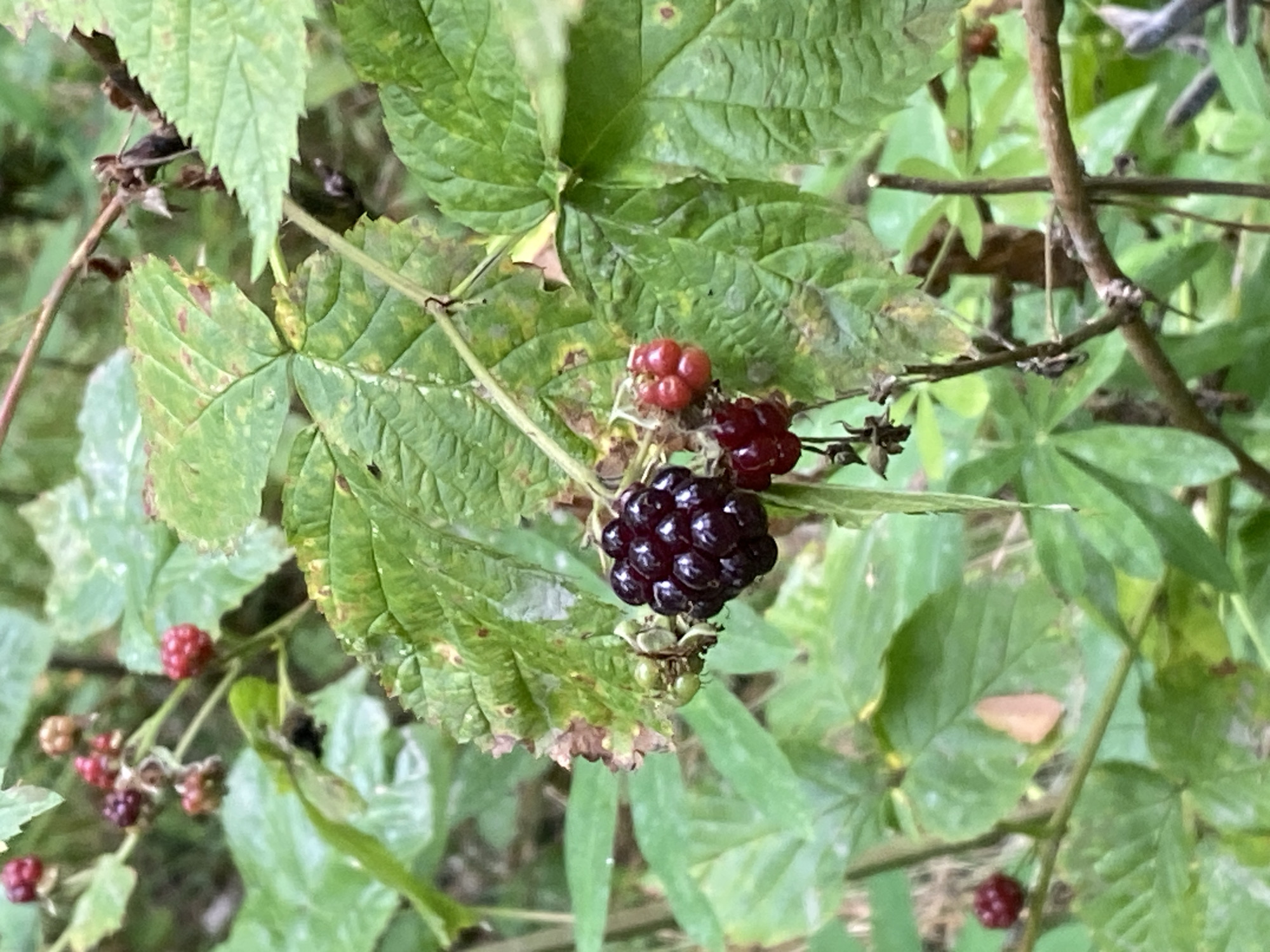 A close-up, eye-level shot captures a cluster of ripe blackberries and unripe red berries on a thorny bush in Krupki, Belarus. The blackberries are a deep, dark purple, while the unripe berries are a bright red. The leaves of the bush are a vibrant green, with some showing signs of yellowing and browning at the edges, suggesting the approach of autumn. The background is a soft blur of more greenery, indicating a natural, outdoor setting. The lighting is natural, suggesting it was taken during the daytime. The image does not show any people or signs of human activity.