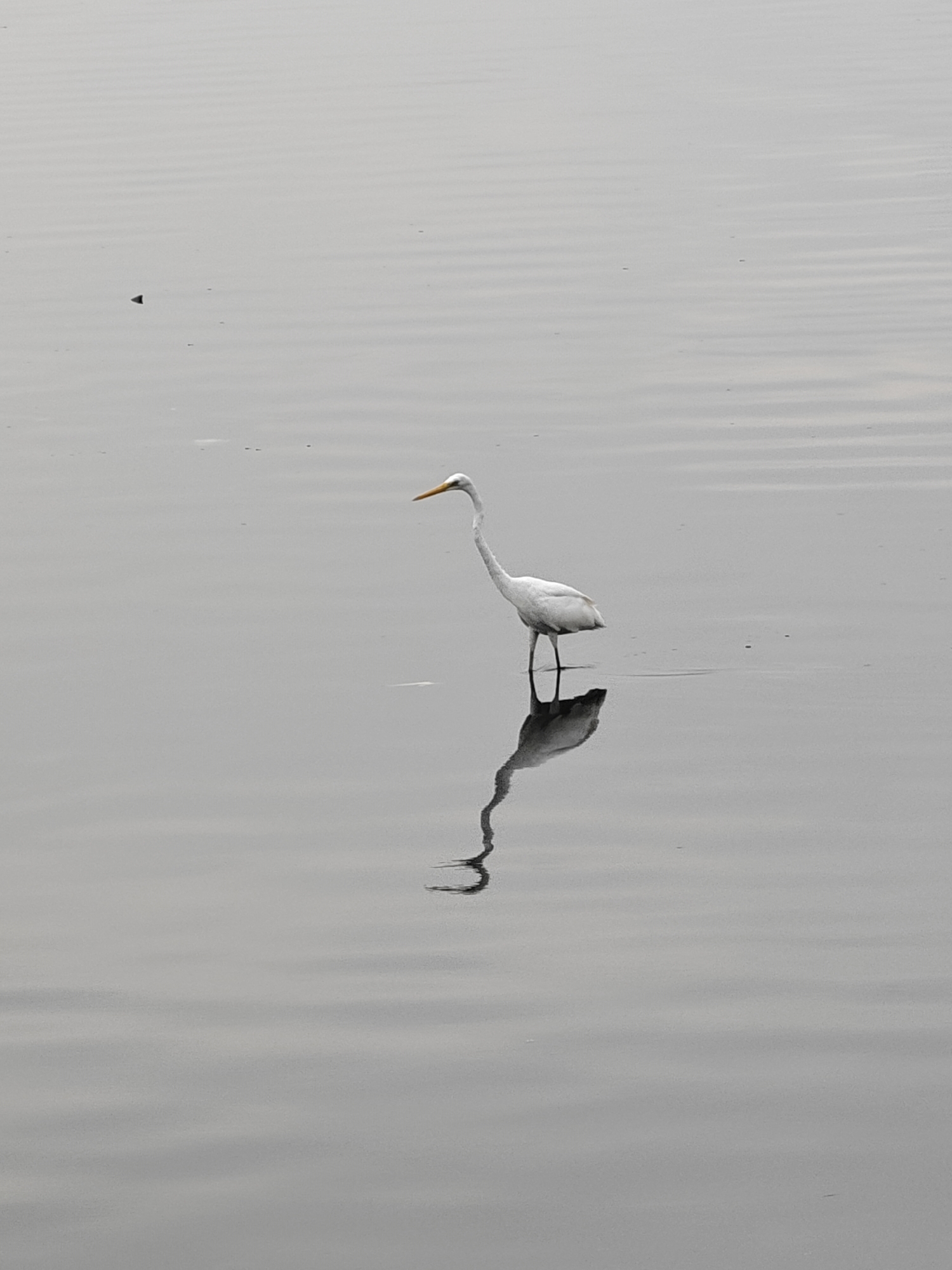 The image presents a serene scene of a solitary white egret, likely a Great Egret, standing in calm, shallow water. The bird is positioned slightly off-center to the right, facing towards the left side of the frame, with its long neck gracefully curved and a distinct yellow beak. Its pristine white plumage stands out against the muted grey tones of the water and the overcast sky. A clear, near-perfect reflection of the bird is visible directly below it in the still water, almost mirroring its form.
The setting appears to be a tranquil body of water, such as a lake, estuary, or protected bay, fitting for the Lhokseseumawe, Indonesia region. The water's surface features subtle, horizontal ripples, indicating minimal current or a gentle breeze. Small, dark specks are sparsely scattered across the water, adding minor textural detail. The lighting is soft and diffused, characteristic of an overcast day, contributing to the image's peaceful and almost monochromatic aesthetic. The bird is engaged in the activity of wading, possibly foraging or resting, embodying a moment of quiet contemplation in nature. There is no visible text in the image.