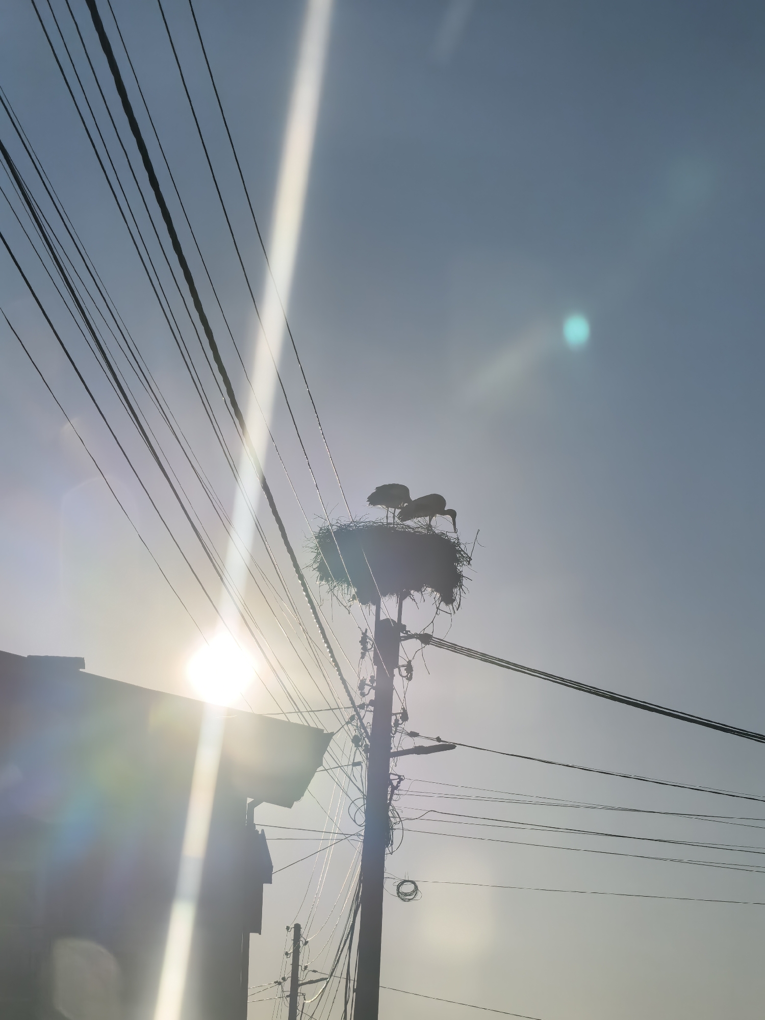 Here's a description of the image:
Two storks are perched in a large nest situated atop a utility pole. The nest appears to be constructed of branches and foliage. Several power lines extend around and through the nest, adding to the complexity of the scene. The sun is brightly shining, causing lens flare and silhouetting the storks and the nest. A building is partially visible in the lower-left corner, also silhouetted by the sun. The overall setting appears to be an urban or suburban area with power lines and buildings in close proximity to the storks' habitat. The location appears to be in a city, potentially called Unknown.