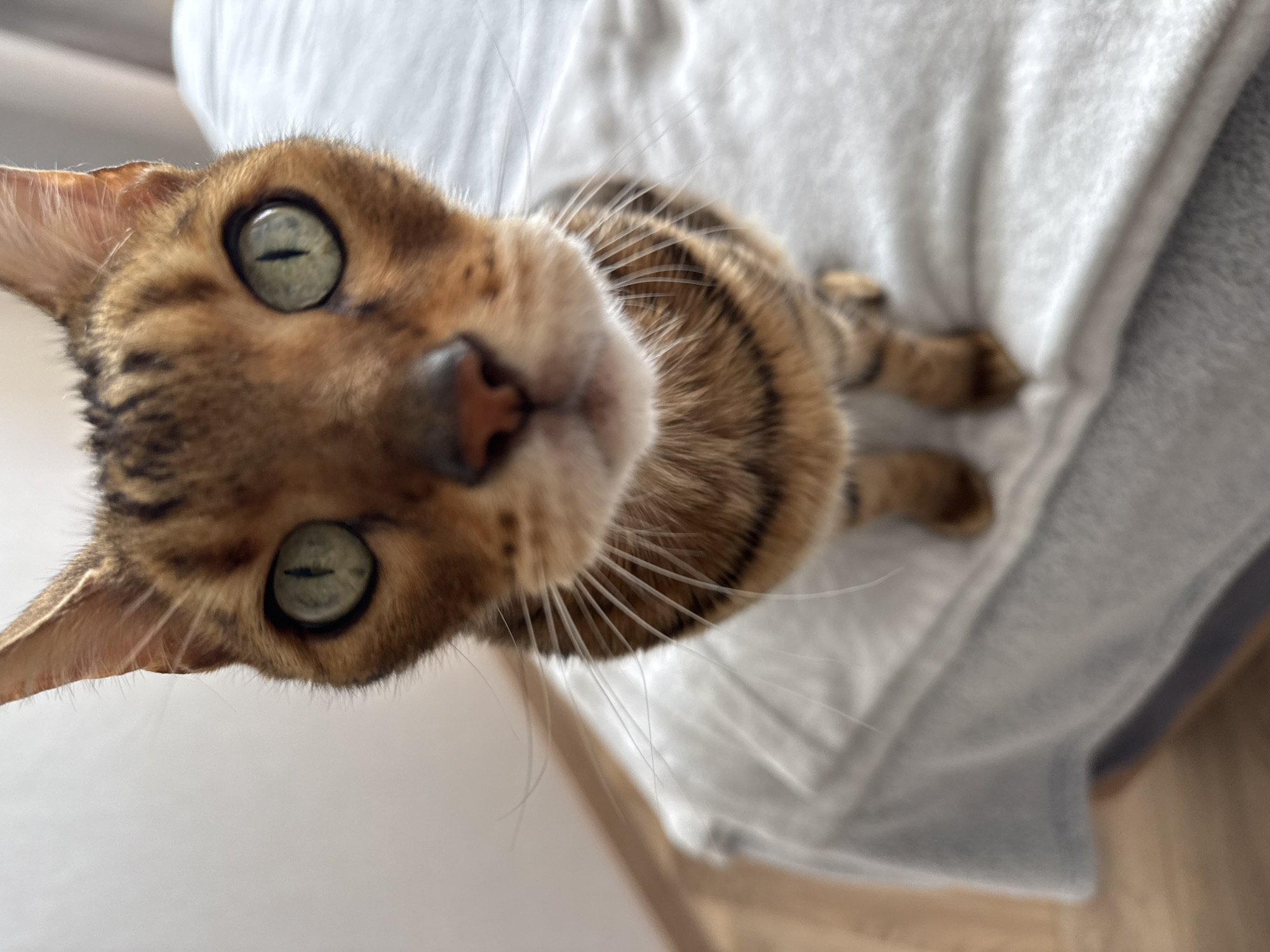 A close-up, low-angle shot captures the alert face of a domestic cat, likely a Bengal breed, looking directly at the viewer. The cat's head is slightly tilted, dominating the central part of the frame. Its most prominent features are its large, round, bright green eyes with distinct black vertical pupils, which are wide open and fixated on the camera.
The cat's fur displays a beautiful pattern of brown, golden, and black stripes and spots characteristic of a Bengal cat. A small, pinkish-brown nose is visible at the center of its face, and numerous long, white whiskers fan out widely from its snout. The cat's ears are visible at the sides of its head.
The cat appears to be resting or sitting on a soft, light-colored surface, possibly a white or light grey blanket or bedspread, which forms the background. The lighting is bright and natural, suggesting it is daytime. The cat's expression conveys curiosity and attentiveness. There is no visible text in the image.