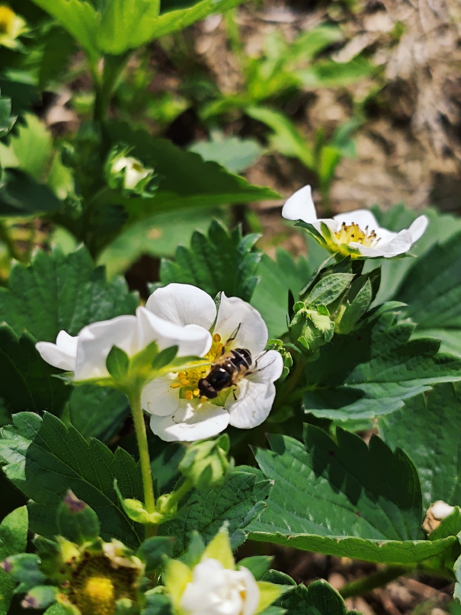 The image shows a close-up of strawberry plants with white flowers. A bee is actively gathering pollen from one of the blossoms. The background consists of more green leaves and a glimpse of soil. The location is in Боровково, Russia.